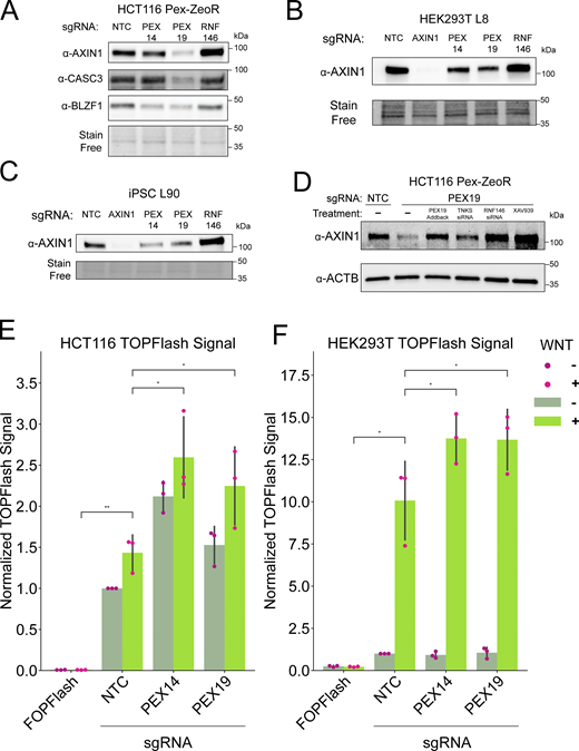 Peroxisome abundance influences RNF146/TNKS substrate selection. (A–C) Immunoblots measuring the abundance of AXIN1, CASC3, and BLZF in (A) HCT116 (n = 3), (B) HEK293 (n = 3), and (C) iPSC AICS-0090-391 (n = 3) CRISPRi cells with indicated sgRNAs. (D) Western blot measuring abundance of AXIN1 and ACTB (loading control) in HCT116 cells with indicated sgRNAs, PEX19 knockdown cells are paired with treatments for PEX19 re-expression, TNKS siRNA (10 nM), RNF146 siRNA 10 nM), or XAV939 (10 μM). The blots shown are representative of n = 1 blot. (E and F) TOPFlash Dual Luciferase assays measuring the induction of Wnt signaling to downstream β-catenin transcription in PEX knockdown HCT116 cells (E) and HEK293T (F) harboring the indicated sgRNAs and treated with or without 315 ng/ml Wnt3a for 24 h (data shown is 48 h after transfection with TOPFlash constructs). Luciferase activity is measured versus a Renilla transfection control and data is normalized to untreated NTC samples. FOPFlash negative control performed in NTC sgRNA cells. Data is representative of n = 3 biological samples. Asterisks denote P values *P < 0.05, **P < 0.01, calculated by paired t test. Source data are available for this figure: SourceData F6. Refer to the image caption for details.
