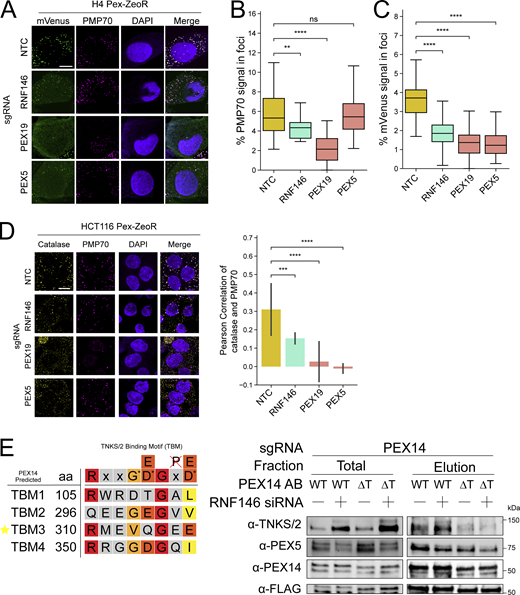 TNKS/2 stabilization decreases peroxisome import efficiency and increases TNKS/2 interaction with PEX14. (A) Left panel: Representative immunofluorescence microscopy images of NTC, RNF146, PEX19, and PEX5 sgRNA expressing H4 Pex-ZeoR cells. mVenus-PTS1 in green, DAPI in blue, PMP70 in magenta. Scale bar: 10 μm. (B and C) Quantification of immunofluorescence microscopy images for percentage foci area of PMP70 (B) and mVenus (C), respectively, versus cytosolic area. n = 25 images. (D) Additional analysis of the experiment in Fig. 4 A to show colocalization of catalase and PMP70. Left panel: Representative immunofluorescence microscopy images NTC, RNF146, PEX19, and PEX5 sgRNA expressing cells. Catalase in yellow, DAPI in blue, PMP70 in magenta. m = 25 images. n = 2 biological replicates. Right panel: Quantification of Pearson’s correlation coefficient of catalase and PMP70 colocalization of microscopy images. (E) Left panel: Schematic showing the predicted TBMs of PEX14 with amino acid positions, compared with the predicted consensus TBMs of Guettler et al., 2011; Pollock et al., 2017. Red = essential, dark orange = common/variable, light orange = variable, yellow = uncommon/accepted, gray = no pattern, G* = glycine or small non hydrophobic, D* = D/E with some variability, defaced P = no proline. Star = chosen ΔTBM. Right panel: Immunoblots of anti-FLAG immunoprecipitation total and elution fractions from HCT116 Pex-ZeoR cells expressing PEX14 sgRNAs with constitutive re-expression of either FLAG-PEX14 (WT) or FLAG-PEX14-ΔTBM3 (ΔT), treated with either NTC or RNF146 siRNA (10 nM) for 24 h, detecting TNKS/2, PEX5, and PEX14. Blots are representative of n = 3 biological replicates. Asterisks denote P values, **P < 0.01, ***P < 0.001, ****P < 0.0001, whereas ns denotes not significant, calculated by independent t test. Source data are available for this figure: SourceData FS4.
