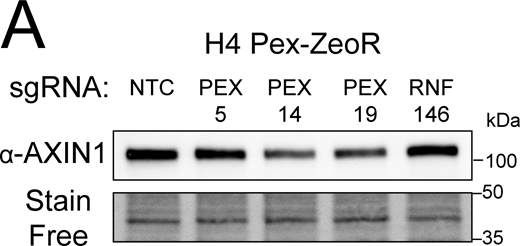 PEX14 and PEX19 knockdown destabilizes AXIN1 levels. (A) Immunoblot measuring the abundance of AXIN1 in H4 CRISPRi cells expressing sgRNA for NTC, PEX5, PEX14, PEX19, and RNF146. Source data are available for this figure: SourceData FS5. Refer to the image caption for details.