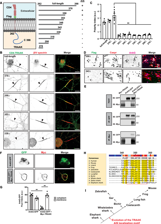 TRAAK has a C-terminal AIS and node localization motif. (A) The CD4-Flag-TRAAK chimeras, truncations, and AIS localization. Created with https://www.Biorender.com. (B) Anti-CD4 surface staining of DIV 10 hippocampal neurons transduced with the indicated CD4-TRAAK C-terminal chimeras (green). AIS were labeled using anti-βIV spectrin (red) and indicated by arrowheads. Scale bar, 10 μm. (C) Polarity index (fluorescence intensity at AIS/fluorescence intensity at dendrites) for each CD4-TRAAK C-terminal chimera truncation. N = 4 cultures for each truncation (with the exception of 358Δ where N = 8), with 20–25 hippocampal neurons measured for each culture. Error bars indicate ± SEM. ****P < 0.0001; one-way ANOVA with multiple comparisons. (D) Mouse retinal ganglion cells were transduced by intravitreal injection with AAV to express 358Δ and 343Δ CD4-TRAAK chimeras. Optic nerves were then immunostained using antibodies against Flag (green, CD4-TRAAK chimeras), Caspr (red, paranodes), and AnkG (magenta, nodes and paranodes). Scale bar, 5 μm. (E) Immunoblots of total cell lysates (input) and immunoprecipitated protein complexes from Myc-TRAAK, AnkG-GFP, and AnkG-GFP + Myc-TRAAK transfections. Immunoblots and immunoprecipitation reactions were performed using antibodies against GFP and Myc. IP, immunoprecipitation; IB, immunoblot. (F) Immunostaining of HEK cells transfected with AnkG-GFP or AnkG-GFP + Myc-TRAAK; GFP (green) and Myc (red). Scale bar, 10 μm. (G) Quantification of AnkG-GFP fluorescence intensity at the cytoplasm and cell membrane. N = 4 cultures for each condition. n = 20–25 HEK cells for each culture. Error bars indicate ± SEM. **P < 0.001; one-way ANOVA with multiple comparisons. (H) Sequence alignment of TRAAK AIS and node clustering motif across species. Highly conserved residues are highlighted in yellow and the minimal motif is boxed in red. Created with SnapGene. (I) Illustration of the phylogenetic tree of jawed vertebrates showing the acquisition of the TRAAK clustering motif in bony vertebrates. Source data are available for this figure: SourceData F2. Refer to the image caption for details.