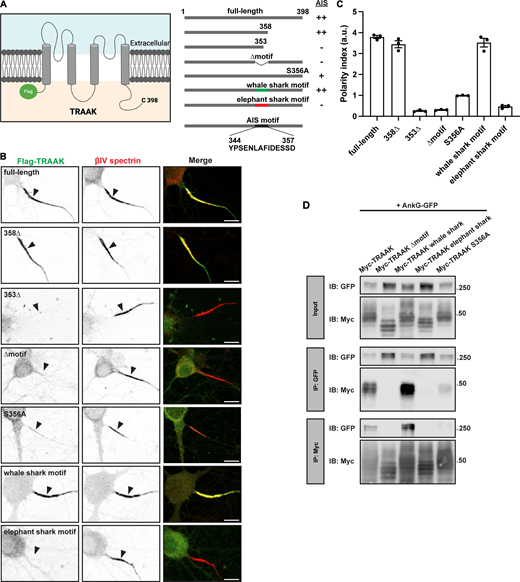 The TRAAK motif is necessary for AIS localization and is evolutionarily conserved. (A) Schematic of the full-length Flag-TRAAK channels, truncations, deletions, and substitutions. AIS localization as measured in B is also indicated. Created with https://www.Biorender.com. (B) Anti-Flag staining of DIV 10 hippocampal neurons transduced with the indicated Flag-TRAAK constructs (green). AIS were labeled using anti-βIV spectrin (red) and indicated by arrowheads. Scale bar, 10 μm. (C) Polarity index (fluorescence intensity at AIS/fluorescence intensity at dendrites) for each Flag-TRAAK construct. N = 3 cultures for each construct, with 20–25 hippocampal neurons measured for each culture. Error bars indicate ± SEM. ****P < 0.0001; one-way ANOVA with multiple comparisons. (D) Immunoblots of total cell lysates (input) and immunoprecipitated protein complexes from Myc-TRAAK + AnkG-GFP, Myc-TRAAK Δmotif + AnkG-GFP, Myc-TRAAK whale shark motif + AnkG-GFP, Myc-TRAAK elephant shark motif + AnkG-GFP, and Myc-TRAAK S356A + AnkG-GFP transfections. Immunoblots and immunoprecipitation reactions were performed using antibodies against GFP and Myc. IP, immunoprecipitation; IB, immunoblot. Source data are available for this figure: SourceData F3.