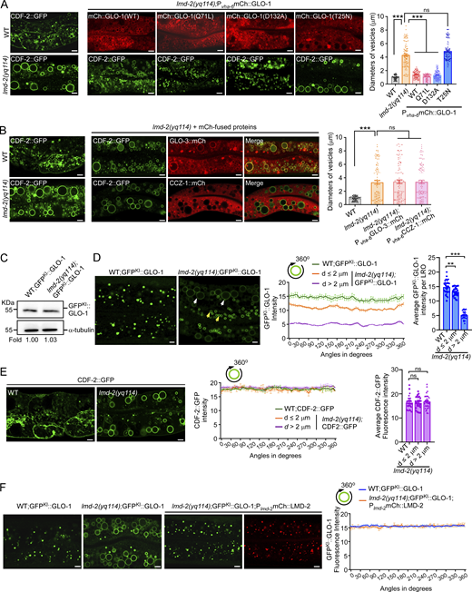LMD-2 acts through GLO-1. (A and B) Rescuing effect on lmd-2(yq114) LROs (labeled with CDF-2::GFP) by mCh::GLO-1(WT), mCh::GLO-1(Q71L) (active form), mCh::GLO-1(D132A) (constitutively active form), mCh::GLO-1(T25N) (inactive form) (A), and GLO-3::mCh and CCZ-1::mCh (B). Representative fluorescence images (left). Scale bars, 5 μm. For quantifications (right), 100 total LROs were examined for each group (mean ± SEM, n = 100 LROs, unpaired two-tailed t test, ***P < 0.001, ns: not significant). (C) Western blotting of knock-in (KI) GFPKI::GLO-1 in WT and lmd-2(yq114) mutants. (D) Loss of LMD-2 reduces GLO-1 levels on LROs. Left: GFPKI::GLO-1 fluorescence images of LROs in WT and lmd-2(yq114) mutants. White and yellow arrowheads indicate representative vesicles with diameter (d) >2 μm and d ≤2 μm, respectively. Scale bars, 5 μm. Middle: Quantification of GFPKI::GLO-1 around the entire perimeter (360°) of each LRO. Right: Quantification of average GFPKI::GLO-1 intensity on individual LROs. 30 LROs were examined in WT animals (mean ± SEM, n = 30, unpaired two-tailed t test, **P < 0.01, ***P < 0.001). In lmd-2(yq114) animals, 30 LROs with d ≤2 μm and 30 LROs with d >2 μm were examined (mean ± SEM, n = 30 LROs, unpaired two-tailed t test, **P < 0.01, ***P < 0.001). (E) Fluorescence images of CDF-2::GFP (left). Scale bars, 5 μm. For quantification of CDF-2::GFP around the entire perimeter (360°) of each LRO (middle), and quantification of average CDF-2::GFP intensity on individual LROs (right) in WT and lmd-2(yq114) animals, 30 LROs in WT animals, and 30 LROs with d ≤ 2 μm and 30 LROs with d > 2 μm in lmd-2 mutants were examined for CDF-2::GFP intensity as in D (mean ± SEM, n = 30 LROs, unpaired two-tailed t test, ns: not significant). (F) Rescue of GFPKI::GLO-1–labeled defective LROs in lmd-2(yq114) mutants by transgenic expression of mCh::LMD-2 (Plmd-2mCh::LMD-2). Scale bars, 5 μm. Quantification of GFPKI::GLO-1 intensity on LROs is shown on the right (mean ± SEM, n = 30 LROs, unpaired two-tailed t test). Source data are available for this figure: SourceData F3.