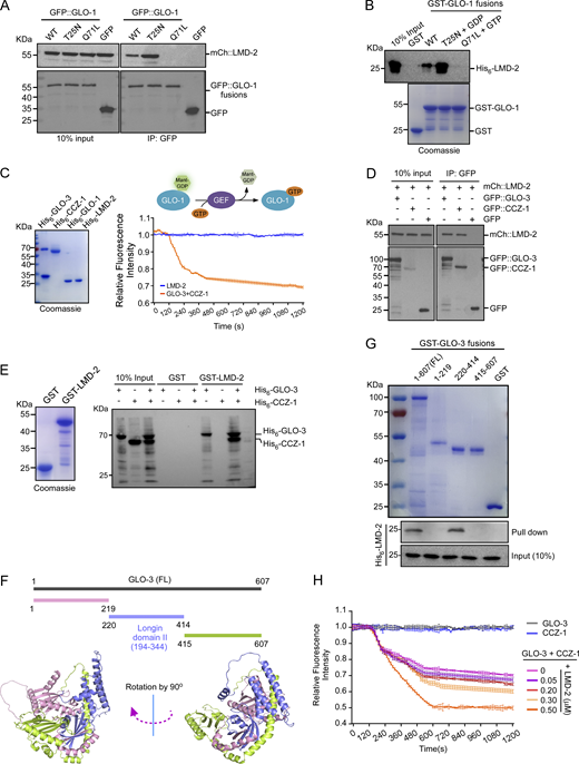 LMD-2 interacts with the GEF complex of GLO-1 and promotes its activity. (A) Co-IP, using GFP antibody, of mCh::LMD-2 with GFP-tagged GLO-1(WT), GLO-1(T25N), and GLO-1(Q71L) from lysates of worms co-expressing mCh::LMD-2 with the indicated GFP::GLO-1 proteins. Precipitated proteins were detected with antibodies against GFP and mCh. (B) Purified His6–LMD-2 was incubated with GST–GLO-1(WT), GST–GLO-1(T25N), and GST–GLO-1(Q71L) bound on glutathione Sepharose beads in the absence or presence of GDP or GTP. After extensive washing, bound proteins were detected with His6 antibody (top). Input GST-fused proteins were stained with Coomassie blue (bottom). (C) LMD-2 possesses no GEF activity for GLO-1 activation. Purified proteins used in GEF assays are shown on the left. The schematic depicts the GEF assay (top right). The relative Mant-GDP fluorescence intensity reflects the GEF activity (bottom right). The value of each time point in the GEF assay was from three independent experiments (mean ± SD, n = 3 independent experiments). (D) Co-IP of mCh::LMD-2 with GFP::GLO-3 and GFP::CCZ-1 from lysates of worms co-expressing mCh::LMD-2 with GFP::GLO-3 or GFP::CCZ-1. IPs were performed with GFP antibody and precipitated proteins were detected with antibodies against GFP and mCh. (E) LMD-2 interacts with GLO-3 to form a tripartite complex with GLO-3 and CCZ-1. Purified His6–GLO-3 and His6–CCZ-1 were incubated with GST–LMD-2 (left) bound on glutathione Sepharose beads. After extensive washing, bound proteins were eluted and detected with His6 antibody (right). (F) Schematic representation of GLO-3 truncations (top) and the structure of GLO-3 predicted by using AlphaFold 3 (https://alphafoldserver.com) (bottom). In the bottom images, the Login domain II shared by mammalian HPS1 and C. elegans GLO-3 is shown in purple. The left image is rotated clockwise by 90° to yield the right image. (G) Purified full-length (FL) and truncated GLO-3 proteins fused with GST were bound on glutathione Sepharose beads (top) and incubated with His6–LMD-2. After extensive washing, bound proteins were eluted and detected with His6 antibody (bottom). (H) LMD-2 promotes GLO-3–CCZ-1 GEF activity for GLO-1 activation. The GEF activity of GLO-3–CCZ-1 complex on GLO-1 was examined as in C with increasing concentrations of LMD-2. The value of each time point in the GEF assay was from three independent experiments (mean ± SD, n = 3 independent experiments). Source data are available for this figure: SourceData F4. Refer to the image caption for details.