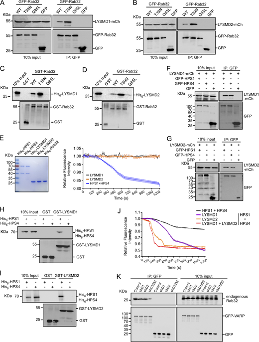 LYSMD1/2 interact with Rab32 and the BLOC-1 complex and promote the GEF activity of BLOC-1 to activate Rab32. (A and B) Co-IP, using GFP antibody, of mCh-tagged LYSMD1 (A) and LYSMD2 (B) with GFP-Rab32(WT), -Rab32(T39N), and -Rab32(Q85L) from lysates of HeLa cells coexpressing LYSMD1/2-mCh with the indicated GFP-Rab32 proteins. Precipitated proteins were detected with antibodies against GFP and mCh. (C and D) His6-LYSMD1 (C) and His6-LYSMD2 (D) were incubated with GST-Rab32 proteins bound on glutathione Sepharose beads. After extensive washing, bound proteins were eluted and detected with His6 and GST antibodies. (E) LYSMD1/2 possess no GEF activity for Rab32 activation. Purified proteins used in GEF assays are shown on the left, and relative Mant-GDP fluorescence intensity reflecting the GEF activity is shown on the right. The value of each time point in the GEF assay was from three independent experiments (mean ± SD, n = 3 independent experiments). (F and G) Co-IP of mCh-tagged LYSMD1 (F) and LYSMD2 (G) with GFP-HPS1 and GFP-HPS4 from lysates of HeLa cells co-expressing the corresponding proteins. IPs were performed with GFP antibody and precipitated proteins were detected with mCh and GFP antibodies. (H and I) His6-HPS1 and His6-HPS4 were incubated with GST-LYSMD1 (H) or GST-LYSMD2 (I) bound on glutathione Sepharose beads. After extensive washing, bound proteins were eluted and detected with His6 and GST antibodies. (J) LYSMD1 and LYSMD2 promote the GEF activity of the BLOC-3 (HPS1–HPS4) complex to activate Rab32. The GEF activities of the indicated protein groups were examined as in Fig. 4 C. The value of each time point in the GEF assay was from three independent experiments (mean ± SD, n = 3 independent experiments). (K) Co-IP of Rab32 with GFP-VARP from lysates of GFP-VARP–expressing B16F10 cells with shRNA knockdown of Lysmd1, Lysmd2, or both. IPs were performed with GFP antibody and precipitated proteins were detected with antibodies against Rab32 and GFP. Source data are available for this figure: SourceData F6.