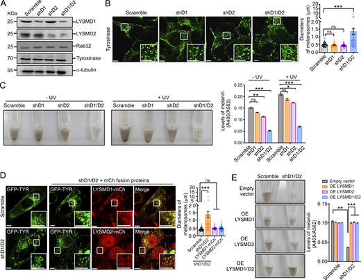 Loss of Lysmd1/2 causes abnormal enlargement of melanosomes and reduces melanin production in mouse B16F10 cells. (A) Western blotting of LYSMD1, LYSMD2, Rab32, and Tyrosinase in B16F10 cells with shRNA knockdown of Lysmd1 (shD1), Lysmd1 (shD2), or both (shD1/D2). (B) Representative images (left) and quantification (right) of melanosomes stained with tyrosinase antibody in B16F10 cells with the indicated shRNA treatment. The boxed region is magnified (3×) at the bottom right in each image. Scale bars, 5 μm. Diameters of 80 melanosomes were measured in each group (mean ± SEM, n = 80 melanosomes, unpaired two-tailed t test, ***P < 0.001, ns: not significant). (C) Representative images (left) and quantification (right) of melanin production in shRNA-treated B16F10 cells with or without UV irradiation. Melanin production was quantified by calculating A405/A562 (mean ± SEM, n = 4 independent experiments, unpaired two-tailed t test, **P < 0.01, ***P < 0.001, ns: not significant). (D) Reinforced expression of LYSMD1, LYSMD2, or both rescues melanosome enlargement in B16F10 cells treated with shD1/D2. Representative images are shown on the left and quantification of melanosome diameters is shown on the right. The boxed region is magnified (3×) at the bottom right in each image. Scale bars, 5 μm. Diameters of 80 melanosomes were measured in each group (mean ± SEM, n = 80 melanosomes, unpaired two-tailed t test, ***P < 0.001, ns: not significant). (E) Reinforced expression of LYSMD1, LYSMD2, or both rescues defective melanin production in B16F10 cells treated with shD1/D2. Representative images (left) and quantification of melanin production (right) are shown. Melanin production was quantified by calculating A405/A562 (mean ± SEM, n = 4 independent experiments, unpaired two-tailed t test, **P < 0.01, ***P < 0.001). OE, overexpressing. Source data are available for this figure: SourceData F7.