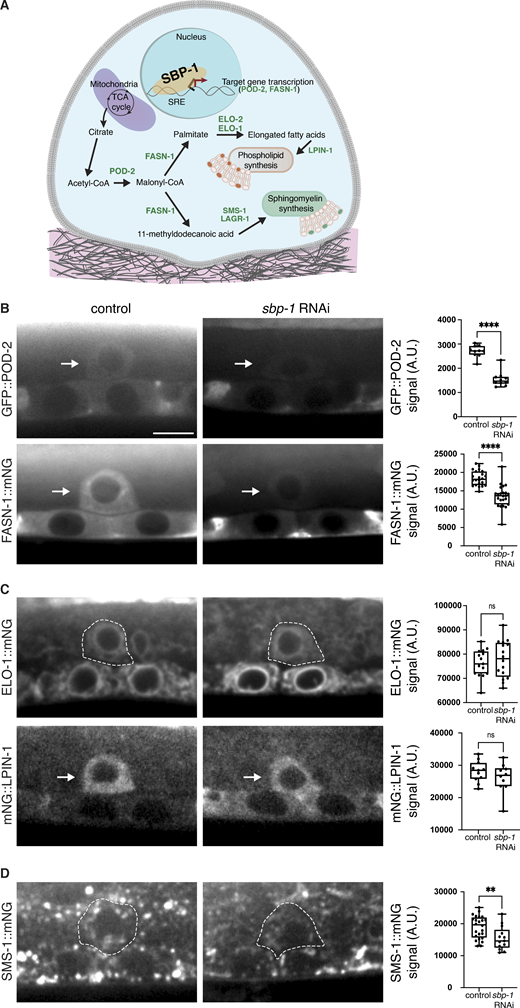 Figure 3. Refer to the image caption for details.