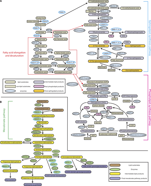 Fatty acid, phospholipid, and sphingolipid synthesis and the mevalonate pathway in C. elegans. (A) A schematic diagram shows the enzymes and substrates that are involved in processing acetyl-CoA (derived from glucose/mitochondrial citrate) to provide fatty acyl-CoA (red dashed box) for the phospholipid (magenta bracket) and sphingolipid (blue bracket) synthesis pathways. For reactions catalyzed by multiple enzymes with redundant functions (SMS-1, 2, 3, CGT-1, 2, 3, and PSSY-1, 2), the enzyme with expression in the AC as determined by AC-specific RNA-Seq was examined in the RNAi screen (Table S2, see Materials and methods). The enzymes whose RNAi mediated reduction led to a significant invasion defect are marked by asterisks (refer to Table S2). ACS, Acyl-CoA synthetase, represents 23 C. elegans homologs with predicted roles in Acyl-CoA synthesis; ACL, Acyl-CoA ligase, represents 14 C. elegans homologs with predicted activity as acyl-transferases; ATP, adenosine triphosphate; CTP, cytidine triphosphate; PC, phosphatidylcholine; PE, phosphatidylethanolamine; PI, phosphatidylinositol; PS, phosphatidylserine. (B) A schematic diagram showing the enzymes and substrates of the mevalonate pathway (green bracket) that promote Rab and CAAX geranylgeranylation, CAAX farnesylation, coenzyme Q synthesis, and protein glycosylation. The enzymes whose RNAi mediated depletion led to a significant invasion defect are marked by asterisks (refer to Table S2). COQ-1 and FDPS-1 in green dashed circle are the closest known homologs to the human geranylgeranyl diphosphate synthase. Schematics were adapted from Watts and Ristow (2017).