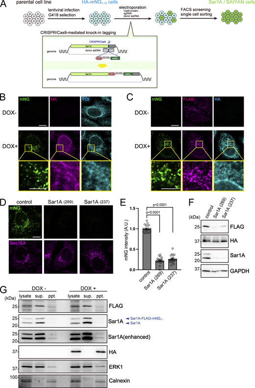 Figure 2. Refer to the image caption for details.