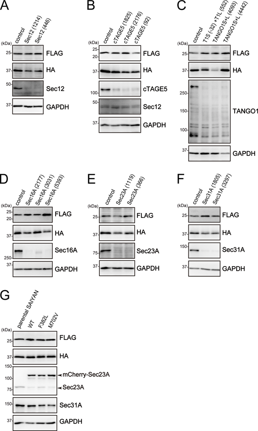 Western blotting analysis of Sar1A/SAIYAN (HeLa) cells onFigs. 3,4, and5. (A) Sar1A/SAIYAN (HeLa) cells transfected with the indicated siRNAs were lysed and subjected to SDS-PAGE, followed by western blotting with anti-FLAG, anti-HA, anti-Sec12, and anti-GAPDH antibodies. (B) Sar1A/SAIYAN (HeLa) cells transfected with the indicated siRNAs were lysed and subjected to SDS-PAGE, followed by western blotting with anti-FLAG, anti-HA, anti-cTAGE5 CC1, anti-Sec12, and anti-GAPDH antibodies. (C) Sar1A/SAIYAN (HeLa) cells transfected with the indicated siRNAs were lysed and subjected to SDS-PAGE, followed by western blotting with anti-FLAG, anti-HA, anti-TANGO1 CC1, and anti-GAPDH antibodies. (D) Sar1A/SAIYAN (HeLa) cells transfected with the indicated siRNAs were lysed and subjected to SDS-PAGE, followed by western blotting with anti-FLAG, anti-HA, anti-Sec16-N, and anti-GAPDH antibodies. (E) Sar1A/SAIYAN (HeLa) cells transfected with the indicated siRNAs were lysed and subjected to SDS-PAGE, followed by western blotting with anti-FLAG, anti-HA, anti-Sec23A (11D8), and anti-GAPDH antibodies. (F) Sar1A/SAIYAN (HeLa) cells transfected with the indicated siRNAs were lysed and subjected to SDS-PAGE, followed by western blotting with anti-FLAG, anti-HA, anti-Sec31A (rabbit), and anti-GAPDH antibodies. (G) Sar1A/SAIYAN (HeLa) cells were stably expressed using mCherry-tagged Sec23A constructs as indicated. Cells were lysed and subjected to SDS-PAGE, followed by western blotting with anti-FLAG, anti-HA, anti-Sec23A (11D8), anti-Sec31A (rabbit), and anti-GAPDH antibodies. Source data are available for this figure: SourceData FS3. Refer to the image caption for details.