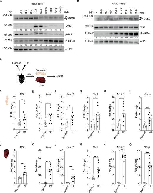 Oral administration of halofuginone induces the ISR in mouse tissues. (A) Immunoblots of indicated proteins from lysates of HeLa cells untreated or treated with increasing concentrations of HF. Representative experiment from n = 3, biological replicates. ATF4 and P-eIF2α levels have been quantified using ImageStudio Lite software and normalized to untreated. (B) Immunoblots of indicated proteins from lysates of AR42J cells untreated or treated with increasing concentrations of HF. A representative experiment from n = 3, biological replicates. P-eIF2α levels have been quantified using ImageStudio Lite software and normalized to untreated. Note that the ATF4 antibody used in this study did not recognize the rat protein from AR42J cells. (C) Schematic of treatments of 6–7-wk-old C57BL6/J males with either placebo or 0.5 mg/kg HF. Pancreas were harvested 4 h after dosing for RNA extraction and gene expression analysis. (D–O) Relative abundance of the indicated mRNAs detected by qPCR in lysates of pancreas (D–I) and liver (J–O) from mice treated with placebo or 0.5 mg/kg HF for 4 h. Data are shown as mean ± SEM (n = 7 or 8). *P < 0.05, **P < 0.01 ***P < 0.001 as determined by two-tailed Mann-Whitney test. Source data are available for this figure: SourceData F1. Refer to the image caption for details.