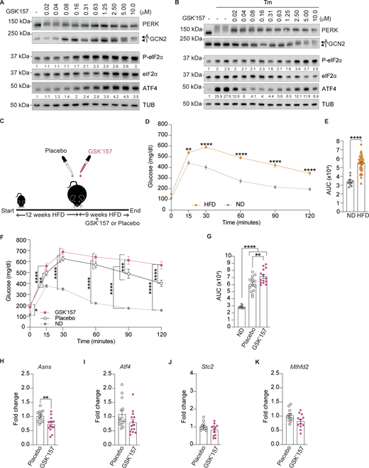 Low dose of PERK inhibitor GSK’157 aggravates glucose intolerance in DIO mice. (A) Immunoblots of indicated proteins from lysates of HeLa cells untreated or treated with increasing concentrations of GSK’157. Representative image from n = 3, biological replicates. ATF4 and P-eIF2α levels have been quantified using ImageStudio Lite software and normalized to untreated. (B) Immunoblots of indicated proteins from lysates of HeLa cells untreated or treated with Tunicamycin and increasing concentrations of GSK’157. Representative image from n = 3, biological replicates. ATF4 and P-eIF2α levels have been quantified using ImageStudio Lite software and normalized to untreated. (C) Schematic of treatments of 6–7-wk old C57BL6/J males with either placebo or 0.1 mg/kg GSK’157. (D and E) Glucose tolerance test of DIO mice at the end of 12 wk of HFD. (E) AUC of glucose tolerance test. The 28 DIO mice group was divided in two groups of 14 mice each for treatment with GSK’157 (0.1 mg/kg) or placebo after 12 wk on HFD. (F and G) Glucose tolerance test in DIO mice after 9 wk of placebo or GSK’157 (0.1 mg/kg) treatment with a continued HFD. (G) Glucose tolerance test is represented as AUC. The ND cohort shown here is the same as Fig. 2 and is included for reference. (H–K) Relative abundance of the indicated mRNAs detected by qPCR in lysates of the pancreas from mice treated with placebo or 0.1 mg/kg GSK’157 for 9 wk. Data are shown as mean ± SEM (n = 14 or 12). *P < 0.05, **P < 0.01, ***P < 0.001, and ****P < 0.0001 as determined by two-way ANOVA for D and F, ordinary one-way ANOVA (G), two-tailed unpaired t test (E), and two-tailed Mann-Whitney test (H–K). Data distribution was assumed to be normal. Source data are available for this figure: SourceData F4.