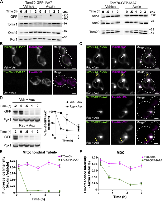 Tom70-GFP-IAA7 is protected within MDCs from the auxin-degron system. (A) Immunoblots of whole-cell protein extracts from yeast expressing Tom70-yEGFP-IAA7 and probed for the indicated mitochondrial proteins or GFP. Extracts were obtained at the indicated time points after treatment with either 1 mM auxin or an equivalent volume of 70% ethanol (vehicle). (B) Max projections of widefield fluorescence microscopy images of yeast cells expressing Tom70-GFP-IAA7 and Tom70-mCherry. Images were taken 1.5 h after treatment with either 1 mM auxin (Veh + Aux) or an equivalent volume of 70% ethanol (Veh + Veh), which were both added 2 h after treatment with DMSO. Scale bar = 2 µm. (C) Similar analysis as shown in B except yeast cells were treated with 200 nM Rap 2 h prior to treatment with either auxin (Rap + Aux) or an equivalent volume of 70% ethanol (Rap + Veh). Yellow arrows indicate mitochondrial tubule, white arrows indicate MDCs. *Panels showing an increased pixel intensity. Scale bar = 2 µm. (D) Immunoblot of whole-cell protein extracts from yeast expressing Tom70-GFP-IAA7. Extracts were obtained at the indicated time points around treatment with 1 mM auxin. Auxin treatment occurred 2 h after treatment with either 200 nM Rap or DMSO (Vehicle) and a whole-cell protein extract sample was obtained prior to drug treatment (−2). Pgk1 is provided as a loading control. The graph on the right shows the quantification of the percent Tom70-GFP-IAA7 remaining after auxin treatment normalized to the Pgk1 loading control; error bars show mean ± SD of three independent experiments. (E) An analysis comparing the fluorescence intensities elicited by either Tom70-mCherry or Tom70-GFP-IAA7 within the mitochondrial tubule at the indicated time points. Fluorescence intensity is shown as a ratio of emissions from mitochondrial tubules of auxin-treated cells/vehicle-treated cells. (F) A similar analysis as shown in E except the fluorescence intensity ratios were derived from comparing emissions from MDCs of auxin-treated cells/vehicle-treated cells. Source data are available for this figure: SourceData F5.