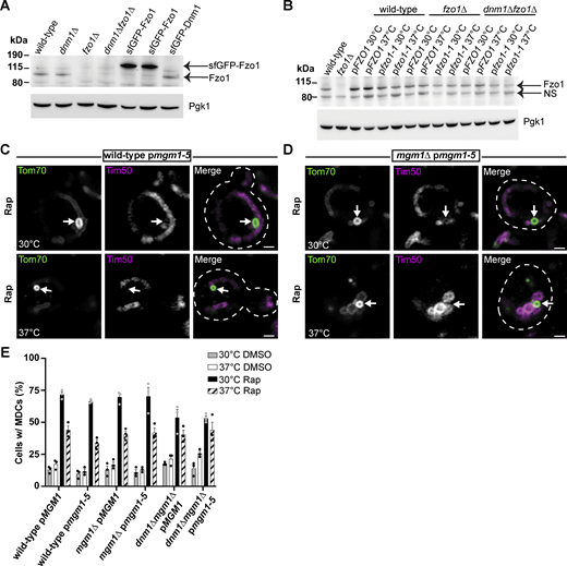 The mitochondrial fission and fusion machinery perform competing roles in MDC formation. (A) Immunoblots of whole-cell protein extracts from the indicated yeast strains probed for Fzo1 using an antibody that targets the N-terminus of Fzo1. Arrows point to protein bands for sfGFP-Fzo1 and Fzo1. Note that sfGFP-Fzo1 is expressed from the NOP1 promoter. Pgk1 is shown as a loading control. (B) Immunoblots of whole-cell protein extracts from the indicated yeast strains at the indicated temperatures, all probed for Fzo1 using an antibody that targets the N-terminus of Fzo1. Arrows point to protein bands for Fzo1 and a non-specific (NS) protein. Pgk1 is shown as a loading control. (C and D) Super-resolution confocal fluorescence microscopy images of wild-type (C) or mgm1∆ (D) yeast cells expressing mgm1-5, Tom70-yEGFP, and Tim50-mCherry treated with 200 nM Rap at the indicated temperatures. MDCs are indicated by white arrows. Scale bar = 1 µm. (E) Quantification of MDC formation in the indicated yeast strains upon treatment with either DMSO or Rap at the indicated temperatures. Error bars show mean ± SE of three replicates, n ≥ 100 cells per replicate. Source data are available for this figure: SourceData FS5.
