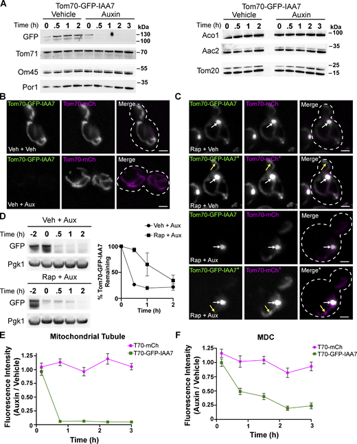 Tom70-GFP-IAA7 is protected within MDCs from the auxin-degron system. (A) Immunoblots of whole-cell protein extracts from yeast expressing Tom70-yEGFP-IAA7 and probed for the indicated mitochondrial proteins or GFP. Extracts were obtained at the indicated time points after treatment with either 1 mM auxin or an equivalent volume of 70% ethanol (vehicle). (B) Max projections of widefield fluorescence microscopy images of yeast cells expressing Tom70-GFP-IAA7 and Tom70-mCherry. Images were taken 1.5 h after treatment with either 1 mM auxin (Veh + Aux) or an equivalent volume of 70% ethanol (Veh + Veh), which were both added 2 h after treatment with DMSO. Scale bar = 2 µm. (C) Similar analysis as shown in B except yeast cells were treated with 200 nM Rap 2 h prior to treatment with either auxin (Rap + Aux) or an equivalent volume of 70% ethanol (Rap + Veh). Yellow arrows indicate mitochondrial tubule, white arrows indicate MDCs. *Panels showing an increased pixel intensity. Scale bar = 2 µm. (D) Immunoblot of whole-cell protein extracts from yeast expressing Tom70-GFP-IAA7. Extracts were obtained at the indicated time points around treatment with 1 mM auxin. Auxin treatment occurred 2 h after treatment with either 200 nM Rap or DMSO (Vehicle) and a whole-cell protein extract sample was obtained prior to drug treatment (−2). Pgk1 is provided as a loading control. The graph on the right shows the quantification of the percent Tom70-GFP-IAA7 remaining after auxin treatment normalized to the Pgk1 loading control; error bars show mean ± SD of three independent experiments. (E) An analysis comparing the fluorescence intensities elicited by either Tom70-mCherry or Tom70-GFP-IAA7 within the mitochondrial tubule at the indicated time points. Fluorescence intensity is shown as a ratio of emissions from mitochondrial tubules of auxin-treated cells/vehicle-treated cells. (F) A similar analysis as shown in E except the fluorescence intensity ratios were derived from comparing emissions from MDCs of auxin-treated cells/vehicle-treated cells. Source data are available for this figure: SourceData F5. Refer to the image caption for details.