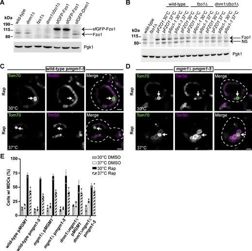 The mitochondrial fission and fusion machinery perform competing roles in MDC formation. (A) Immunoblots of whole-cell protein extracts from the indicated yeast strains probed for Fzo1 using an antibody that targets the N-terminus of Fzo1. Arrows point to protein bands for sfGFP-Fzo1 and Fzo1. Note that sfGFP-Fzo1 is expressed from the NOP1 promoter. Pgk1 is shown as a loading control. (B) Immunoblots of whole-cell protein extracts from the indicated yeast strains at the indicated temperatures, all probed for Fzo1 using an antibody that targets the N-terminus of Fzo1. Arrows point to protein bands for Fzo1 and a non-specific (NS) protein. Pgk1 is shown as a loading control. (C and D) Super-resolution confocal fluorescence microscopy images of wild-type (C) or mgm1∆ (D) yeast cells expressing mgm1-5, Tom70-yEGFP, and Tim50-mCherry treated with 200 nM Rap at the indicated temperatures. MDCs are indicated by white arrows. Scale bar = 1 µm. (E) Quantification of MDC formation in the indicated yeast strains upon treatment with either DMSO or Rap at the indicated temperatures. Error bars show mean ± SE of three replicates, n ≥ 100 cells per replicate. Source data are available for this figure: SourceData FS5.