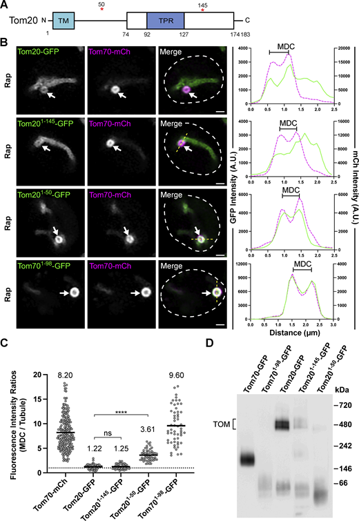 Tom20 becomes enriched in MDCs when truncated to its N-terminal transmembrane domain. (A) Schematic of the Tom20 protein. The white box indicates the cytoplasmic core domain of Tom20 that contains a single tetratricopeptide (TPR) motif. The red asterisks indicate the residues where Tom20 was truncated in B–D. TM = Transmembrane domain. (B) Super-resolution confocal fluorescence microscopy images of Rap-induced MDC formation in yeast expressing Tom70–mCherry and the indicated Tom20–GFP proteins or a truncated version of Tom70, Tom701–98-GFP. MDCs are indicated by the white arrows. Scale bar = 1 µm. The yellow line marks the position of the line-scan fluorescence intensity profile. The left and right Y axis corresponds to the GFP and mCherry fluorescence intensity, respectively. Bracket marks MDC. (C) Quantification of protein enrichment within MDCs from the yeast strains analyzed in A. Each dot represents the ratio of the fluorescence intensity measured within MDCs compared with the fluorescence intensity in the mitochondrial tubule. The dark line indicates the mean with the mean value shown above. The dotted line demarcates a ratio of 1. Unpaired t tests with Welch’s correction were used to determine statistical significance; ns, not significant; ****, P < 0.0001. (D) Blue native electrophoresis on isolated mitochondria from yeast strains expressing the indicated proteins. Proteins were detected with an antibody against GFP and the bracket indicates the TOM complex. Source data are available for this figure: SourceData F5.