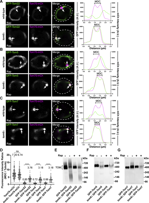Subunits of the TOM complex are excluded from MDCs unless complex assembly is impaired. (A–C) Super-resolution confocal fluorescence microscopy images of Rap-induced MDC formation in wild-type or tom6∆ yeast expressing Tom70–mCherry and the indicated TOM complex subunits N-terminally tagged with GFP. MDCs are indicated by the white arrows. Scale bar = 1 µm. The yellow line marks the position of the line-scan fluorescence intensity profile. Left and right Y axis corresponds to the GFP and mCherry fluorescence intensity, respectively. Bracket marks MDC. (D) Quantification of protein enrichment within MDCs from wild-type or tom6∆ yeast strains analyzed in A–C. Each dot represents the ratio of the fluorescence intensity measured within MDCs compared to the fluorescence intensity in the mitochondrial tubule. Dark line indicates the mean with the mean value shown above. The dotted line demarcates a ratio of 1. Unpaired t tests with Welch’s correction were used to determine statistical significance; ns, not significant; ****, P < 0.0001. (E–G) Blue native electrophoresis on isolated mitochondria from wild-type or tom6∆ yeast strains expressing the indicated proteins and treated with either DMSO (−) or 200 nM Rap (+) for 2 h prior to mitochondria isolation. Proteins were detected with an antibody against GFP and the bracket indicates the TOM complex. Source data are available for this figure: SourceData F6. Refer to the image caption for details.