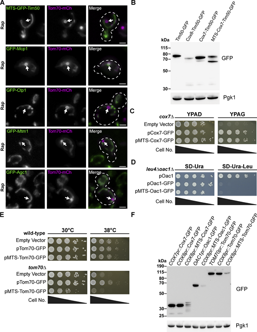 Protein level and functional analysis of MTS–containing fusion proteins. (A) Representative max projections of widefield fluorescence microscopy images of yeast expressing Tom70–mCherry and the indicated sfGFP-tagged strains examined from the N-terminal SWAp-Tag (N-SWAT) library all treated with 200 nM Rap. MDCs are indicated by the white arrows. Scale bar = 2 µm. (B) Immunoblots of whole-cell protein extracts from yeast expressing the indicated proteins. Pgk1 is shown as a loading control. (C) Cell growth spot assays of cox7∆ yeast transformed with the indicated Cox7 constructs or empty vector expressed from a low-copy (pRS416) plasmid serially diluted and plated on either rich media agar plates containing dextrose (YPAD) or glycerol (YPAG). (D) Cell growth spot assays of leu4∆oac1∆ yeast transformed with the indicated Oac1 constructs expressed from a low-copy (pRS416) plasmid serially diluted and plated on SD agar plates lacking either uracil (SD-Ura) or uracil and leucine (SD–Ura–Leu). (E) Cell growth spot assays of wild-type or tom70∆ yeast transformed with the indicated Tom70 constructs or empty vector expressed from a low-copy (pRS416) plasmid serially diluted and plated on YPAD media agar plates and grown at either 30°C or 38°C. (F) Immunoblots of whole-cell protein extracts from yeast expressing the indicated proteins from the indicated promoters. Pgk1 is shown as a loading control. Source data are available for this figure: SourceData FS1. Refer to the image caption for details.