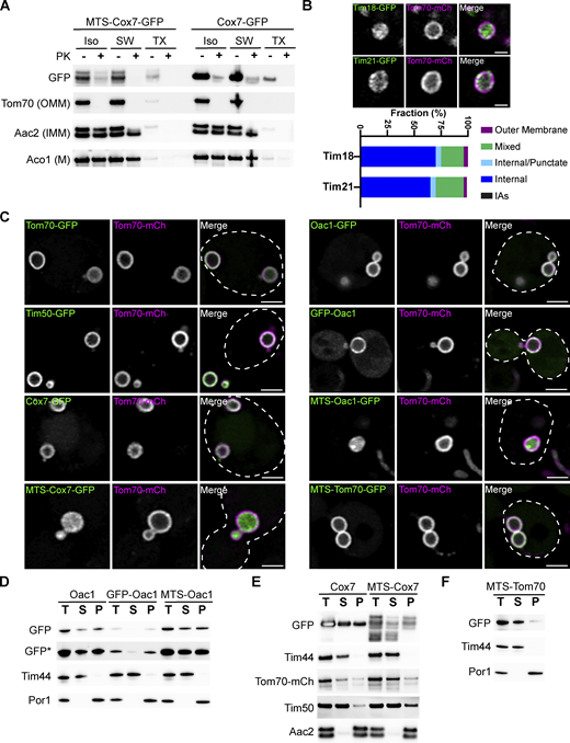 MDC cargo are localized to the outer mitochondrial membrane. (A) Immunoblot of a protease protection assay on isolated mitochondria from yeast cells expressing Tom70–mCherry and either Cox7–GFP or MTS–Cox7–GFP. The extent of proteinase K (PK) protection was analyzed through immunoblot with antibodies specific to either GFP, mCherry for Tom70–mCherry (OMM), Aac2 (IMM), or Aco1 (matrix, M). ISO = iso-osmolar buffer, SW = hypo-osmolar swelling, TX = 1% Triton X-100. (B) Super-resolution confocal fluorescence microscopy images of purified mitochondria from cells expressing Tom70–mCherry and either Tim18-GFP or Tim21-GFP. Scale bar = 1 µm. Quantifications of the localization of each indicated protein are shown below as a percent of the total mitochondria observed, n ≥ 100. (C) Super-resolution confocal fluorescence microscopy images of swollen mitochondria in yeast cells expressing Tom70–mCherry, Mdm12-6xFLAG-AID and OsTir1 treated with 1 mM auxin for 3 h. These yeast cells were also transformed with a low-copy plasmid (pRS416) expressing the indicated GFP–tagged proteins. Scale bar = 2 µm. (D–F) Mitochondrial membrane integration was analyzed through a carbonate extraction assay. Mitochondria isolated from yeast cells expressing either Oac1-GFP (D), GFP–Oac1 (D), MTS–Oac1-GFP (D), Cox7–GFP (E), MTS–Cox7–GFP (E), or MTS–Tom70–GFP (F) were treated with 100 mM Na2CO3 pH 11 to transform mitochondrial membranes into membrane sheets. Membranes were precipitated through ultracentrifugation and the extent that proteins remained in the membrane pellet fraction (P) compared to the supernatant (S) was determined through immunoblot with antibodies specific to either GFP, mCherry for Tom70–mCherry (OMM protein), Tim50 (IMM protein), Aac2 (polytopic IMM protein), Por1 (OMM protein), or Tim44 (membrane-associated matrix protein). A total (T) untreated sample of isolated mitochondria was also analyzed as a control for input. * indicates a longer exposure. Source data are available for this figure: SourceData FS2. Refer to the image caption for details.