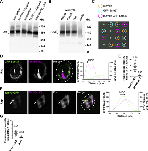 Por1 and GFP–Sam37 are excluded from MDCs. (A) Blue native electrophoresis on isolated mitochondria from yeast strains expressing the indicated proteins. Protein complexes were detected with an antibody against Tom40 and the bracket indicates the TOM complex. (B) Blue native electrophoresis on isolated mitochondria from wild-type or tom6∆ yeast strains. Wild-type yeast was treated with either DMSO, 500 nM ConcA, or 200 nM Rap for 2 h prior to mitochondria isolation. Protein complexes were detected with an antibody against Tom40 and the bracket indicates the TOM complex. (C) Growth of individual haploid spores from a tetrad dissection of spores generated from a heterozygous diploid yeast strain (TOM70/tom70∆ GFP–SAM37/SAM37). The genotype of the spores are indicated. (D) Super-resolution confocal fluorescence microscopy images of Rap-induced MDC formation in yeast expressing Tom70–mCherry and GFP–Sam37. MDCs are indicated by the white arrows. Scale bar = 1 µm. Yellow line marks the position of the line-scan fluorescence intensity profile. Left and right Y axis corresponds to the GFP and mCherry fluorescence intensity, respectively. Bracket marks MDC. (E) Quantification of protein enrichment within MDCs from the yeast strain analyzed in D. Each dot represents the ratio of the fluorescence intensity measured within MDCs compared to the fluorescence intensity in the mitochondrial tubule. The dark line indicates the mean with the mean value shown above. The dotted line demarcates a ratio of 1. (F) Indirect immunofluorescence on yeast expressing Tom70–yeGFP and Tim50–mCherry after Rap-induced MDC formation. Por1 localization was detected with monoclonal primary antibodies and secondary antibodies conjugated to Alexa Fluor 647. MDCs are indicated by the white arrows. Scale bar = 2 µm. Yellow line marks the position of the line-scan fluorescence intensity profile. Left and right Y axis corresponds to the GFP and Alexa Fluor 647 fluorescence intensity, respectively. Bracket marks MDC. (G) Quantification of protein enrichment within MDCs from the yeast strain analyzed in F. Each dot represents the ratio of the fluorescence intensity measured within MDCs compared to the fluorescence intensity in the mitochondrial tubule. Dark line indicates the mean with the mean value shown above. The dotted line demarcates a ratio of 1. Source data are available for this figure: SourceData FS4. Refer to the image caption for details.