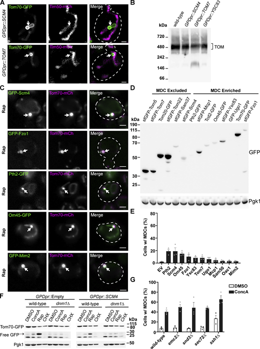 Overloading the OMM with membrane proteins induces MDC formation. (A) Super-resolution confocal fluorescence microscopy images of cells expressing Tom70–GFP and Tim50–mCherry and constitutively overexpressing Scm4 or Tom7. MDCs are indicated by the white arrows. Scale bar = 1 µm. (B) Blue native electrophoresis on isolated mitochondria from yeast strains overexpressing the indicated proteins. Protein complexes were detected with an antibody against Tom40 and the bracket indicates the TOM complex. (C) Representative max projections of widefield fluorescence microscopy images of MDC formation of yeast expressing Tom70–mCherry and the indicated OMM proteins tagged with GFP. MDCs are indicated by the white arrows. Scale bar = 2 µm. (D) Immunoblots of whole-cell protein extracts from yeast expressing the indicated GFP-tagged proteins. GFP-tagged proteins shown to be excluded or enriched in MDCs are indicated. Pgk1 is shown as a loading control. (E) Quantification of the percent of cells forming MDCs in tom70∆ cells constitutively overexpressing the indicated proteins. Error bars show mean ± SE of three replicates, n ≥ 100 cells per replicate. (F) Immunoblots of whole-cell protein extracts from wild-type or dnm1∆ yeast expressing Tom70–yeGFP in control strains (GPDpr::Empty) or strains constitutively overexpressing Scm4 (GPDpr::SCM4). Yeast was treated with the indicated compounds for 6 h prior to obtaining protein extracts. Tom70–GFP and free-GFP were detected with antibodies for GFP. Pgk1 is shown as a loading control. (G) Quantification of the percent of cells forming MDCs in the indicated yeast strains treated with DMSO (vehicle control) or 500 nM ConcA. Error bars show mean ± SE of three replicates, n ≥ 100 cells per replicate. Source data are available for this figure: SourceData FS5. Refer to the image caption for details.