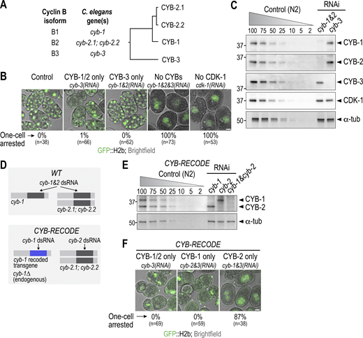 Cyclins B1 and B3 redundantly activate Cdk1 to promote embryonic divisions. (A) Phylogenetic tree showing gene names and relationship between C. elegans cyclin B isoforms. (B) Example images of embryos depleted for the specified proteins. To aid interpretation, the cyclin B(s) present are labeled on top and the RNAi condition employed to generate the specific cyclin B state on the bottom. Quantification of the percentage of interphase-arrested embryos with a single large nucleus is noted below each panel. (C) Immunoblot showing depletion of CYB-1&2 or CYB-3 by RNAi. A dilution curve of control (N2) worm extract was loaded to assess depletion efficiency; numbers above lanes indicate percent loading relative to RNAi samples. α-Tubulin serves as a loading control. (D) Schematic illustrating the principle behind the CYB-RECODE system for specific depletion of CYB-1 or CYB-2. (E) Validation of the CYB-RECODE system by immunoblotting, conducted as in panel C. α-Tubulin serves as a loading control. (F) Example images of CYB-RECODE embryos depleted for the specified proteins, as well as quantification of the percentage of interphase arrested embryos. Scale bars in B and F, 10 µm; n is the total number of embryos scored per condition. Left numbers in C and E indicate the positions of the molecular weight marker in kDa. Source data are available for this figure: SourceData F1.