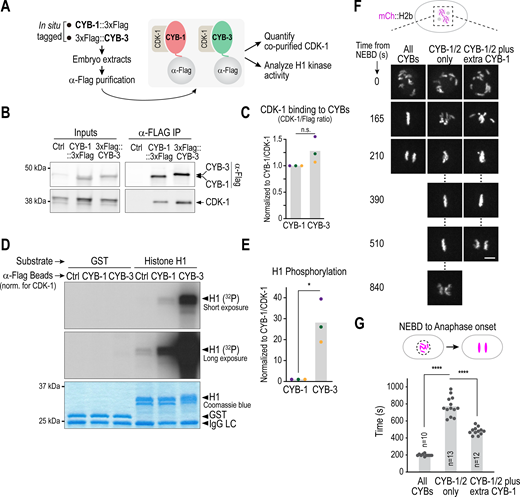 CYB-3 is a more potent activator of CDK-1 H1 kinase activity than CYB-1. (A) Schematic of experimental approach used to analyze CYB-1 and CYB-3 associated CDK-1 and histone H1 kinase activity. (B) Immunoblots showing input extracts and immunoprecipitates (IP) of Flag-tagged CYB-1 and CYB-3, as well as co-purified CDK-1. (C) Quantification of CDK-1 associated with each cyclin B isoform. The amount of CDK-1 co-purified with CYB-3 was normalized relative to the amount of CDK-1 co-purified with CYB-1 in each experiment. Colored dots represent three independent experiments; bar is the mean value. n.s. is not significant (P > 0.05) from an unpaired t test (data distribution was assumed to be normal although this was not formally tested). (D) Histone H1 kinase activity of bead-concentrated cyclin B isoforms. To compensate for the slightly higher level of CDK-1 present in the CYB-3 immunoprecipitates, the amount of CDK-1 present was equalized prior to performing the kinase assays. Both short and long exposures of the autoradiogram are shown. Coomassie gel shows the substrates; GST served as a control substrate. IgG LC corresponds to the light chain of Ig. (E) Quantification of H1 kinase activity in three independent experiments. The amount of H1 kinase activity co-purified with CYB-3 was normalized relative to the amount of H1 kinase activity co-purified with CYB-1 in each experiment. Colored dots represent three independent experiments; bar is the mean value. * represents P = 0.0107 from an unpaired t test (data distribution was assumed to be normal although this was not formally tested). (F) Stills from time-lapse sequences of embryos expressing mCherry-tagged histone H2b for the indicated conditions. “Extra CYB-1” refers to the presence of a single copy transgene expressing CYB-1. Scale bar, 5 µm. (G) Quantification of the NEBD to anaphase interval for the specified conditions. Mean and individual embryo values are plotted. n is the number of embryos analyzed and error bars are 95% confidence intervals. **** represents P < 0.0001 from a Mann-Whitney test (G). Left numbers in B and D represent the positions of the molecular weight marker in kDa. Source data are available for this figure: SourceData F4.