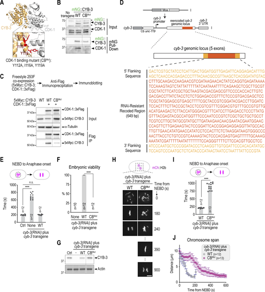 CYB-3 accelerates mitotic events by activating CDK-1. (A) AlphaFold Multimer model of the C. elegans CYB-3–CDK-1 complex. Mutated interface residues are shown in red. (B) Immunoblot showing immunoprecipitation of mNG-tagged CYB-3 (WT or CBMut) from whole worm lysates. Asterisks indicate non-specific bands. (C) Immunoblot of an immunoprecipitation assay used to test the interaction between CDK-1 and CYB-3 mutants expressed in FreeStyle 293-F cells. α-Tubulin is a loading control for the input. (D) Strategy used to generate a cyb-3 MosSCI transgene that was re-encoded to render it resistant to cyb-3(RNAi). (E) Measurement of mitotic duration in embryos imaged under the specified conditions. The cyb-3 transgene fully rescues the mitotic duration defect of cyb-3(RNAi). (F) Viability assays for embryos depleted of cyb-3 by RNAi and expressing the indicated reencoded cyb-3 mutants. (G) Immunoblot showing expression of untagged, re-encoded CYB-3 transgenes upon depletion of endogenous CYB-3 by RNAi. Actin is used as a loading control. (H) Example images of embryos expressing mCherry-tagged histone H2b and imaged under the indicated conditions. Scale bar, 5 µm. (I) Measurement of the NEBD-to-anaphase interval in embryos imaged as in H. Data for WT is the same as in panel E. We note that anaphase onset delay in CBMut CYB-3 was ∼200 s longer than CYB-3 depletion (panel E). One potential explanation for the greater severity of CBMut CYB-3 is that the mutant associates with substrates and competes with CYB-1–CDK-1 complexes that are driving slow mitosis. (J) Measurement of chromosome span for the indicated conditions. Lanes shown in B, C, and G are from a single exposure of the same immunoblot. n is the number of adult worms whose progeny were scored (F) or the number of embryos analyzed per condition (E, I, and J). **** represents P < 0.0001 from Mann-Whitney tests. Left numbers in B, C, and G represent the positions of the molecular weight marker in kDa. Source data are available for this figure: SourceData FS3.