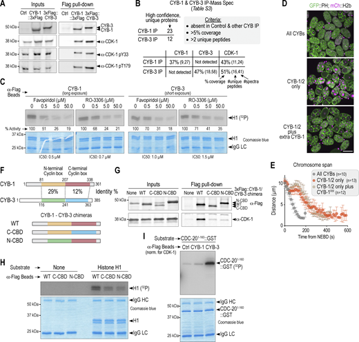 Biochemical characterization of cyclin B isoforms and analysis of chimeric versions. (A) Immunoblots showing input extracts and immunoprecipitates of Flag-tagged CYB-1 and CYB-3, as well as co-purified CDK-1. Membranes were also probed for phospho-CDK-1, using antibodies raised against human Cdk1 that recognize the C. elegans protein. pY33 corresponds to human pY15 and pT179 corresponds to human pT161. (B) Mass spectrometric analysis of FLAG-tagged CYB-1 and CYB-3 purified from gravid adult extracts; control strain extract was processed in parallel to remove background; the CYB-1 used in this specific analysis was also tagged with mNG. The criteria listed in the gray box were used to identify high-confidence, unique proteins in each immunoprecipitate (IP). The percent coverage, number of unique peptides detected, and total number of spectra are listed below for CYB-1, CYB-3, and CDK-1 in each purification. See Table S3 for the full list of hits, which were defined as proteins with at least two unique peptides and that were not identified in the control pull-down sample (see Materials and methods). (C) In vitro kinase assays using Flag-tagged CYB proteins immunoprecipitated from embryo extracts, in the presence or absence of the CDK-1 inhibitors Flavopiridol and RO-3306. Numbers under each exposure indicate remaining activity relative to untreated controls and were used to estimate IC50s for each inhibitor (see Materials and methods). Note that CYB-1 assays were exposed for longer to obtain a comparable signal to CYB-3 assays. IgG LC corresponds to the Ig light chain. (D) Snapshot of developing embryos expressing mCherry-histone and a GFP-tagged plasma membrane marker. Note that, compared to controls, embryos expressing CYB-1/2 only contain nuclei with high levels of mCherry-Histone, likely arising from endoreplication. This phenotype is suppressed by the addition of extra CYB-1. Scale bar, 40 µm. (E) Quantification of the chromosome span for the conditions in Fig. 4 F. (F) Top: Schematic comparing the sequences of CYB-1 and CYB-3, highlighting the N-terminal cyclin box (N-CBD) and C-terminal cyclin box (C-CBD). Bottom: Schematic illustrating the chimeras used in this study. (G) Immunoblots showing input extracts and immunoprecipitates of Flag-tagged CYB-1 WT or chimeras (N-CBD, C-CBD), as well as co-purified CDK-1. (H and I) In vitro kinase assays using Flag-tagged CYB proteins immunoprecipitated from embryo extracts and using either histone H1 (H) or CDC-201-160::GST (I) as a substrate. IgG HC and IgG LC correspond to the Ig heavy and light chains, respectively. Note that cyclin B–CDK-1 complexes do not phosphorylate GST alone (Fig. 4 D). Left numbers in A, C, G, H, and I represent the positions of the molecular weight marker in kDa. Source data are available for this figure: SourceData FS4. Refer to the image caption for details.
