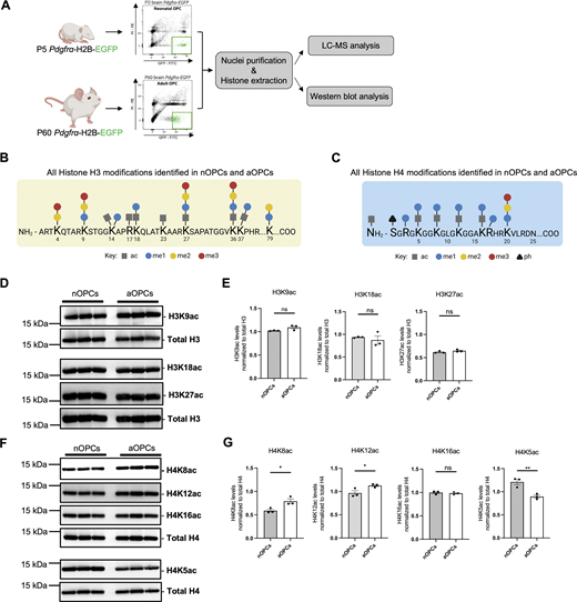 Adult oligodendrocyte progenitors are characterized by distinct histone H4 acetylation marks compared to neonatal progenitors. (A) Flowchart of the experimental approach conducted on histone extracts obtained from nOPCs (n = 3) and aOPCs (n = 3) sorted from Pdgfra-H2B-EGFP reporter mice. (B and C) Summary of the results of the unbiased histone proteomic analysis. The schematics show the amino acid sequence in the tail of histone H3 (B) and histone H4 (C), with all the histone PTMs identified by squares (acetylation), circles (methylation), and triangles (phosphorylation). (D) Western blots of histone extracts from three independent preparations of sorted nOPCs and aOPCs, probed with antibodies specific for the indicated acetylated lysine residues on histone H3 (H3K9ac, H3K18ac, and H3K27ac). Total H3 levels were used as a reference for equal loading. (E) Quantification of the immunoreactive bands for H3K9ac, H3K18ac, and H3K27ac relative to total H3. Data represented as mean ± SD for n = 3 independent biological samples (ns = not significant, two-tailed Student’s t test). (F) Western blots of histone extracts from three independent preparations of sorted nOPCs and aOPCs, probed with antibodies specific for the indicated acetylated lysine residues on histone H4 (H4K8ac, H4K12ac, H4K16ac, and H4K5ac). (G) Quantification of H4K8ac, H4K12ac, H4K16ac, and H4K5ac levels relative to the levels of total H4. Data represented as mean ± SEM for n = 3 independent biological samples (*P < 0.05, **P < 0.01 two-tailed Student’s t test). Source data are available for this figure: SourceData F3. Refer to the image caption for details.