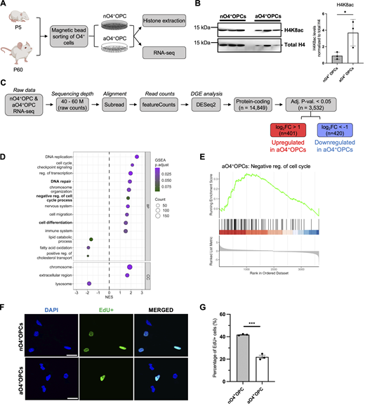 O4+oligodendrocyte progenitors isolated from neonatal and adult brains are also characterized by higher H4K8ac levels and a distinct transcriptome. (A) Workflow of magnetic-bead-activated immunosorting of O4+ cells from the brain of neonatal (P5) and adult (P60) mice. (B) Western blots of histone extracts from nO4+OPCs and aO4+OPCs. The H4K8ac levels after normalization to total H4 is shown (right). Data represented as mean ± SD normalized to total histone H4 for n = 3 independent cultures (*P < 0.05, two-tailed Student’s t test). (C) Flowchart of the RNA-seq analysis of samples from nO4+OPC and aO4+OPC. (D) Dot plot showing the GSEA gene ontology categories associated with the differentially expressed genes in aO4+OPCs compared to nO4+OPCs. (E) GSEA showing enrichment of genes related to negative regulation of cell cycle in aO4+OPCs. (F) Representative confocal image of cultured nO4+OPCs and aO4+OPCs after 5 h of EdU incorporation for assessment of cell proliferation. DAPI+ and EdU+ cells are shown in blue and green respectively. Scale bar = 50 μm. (G) Quantification of the percentage of EdU+ cells in nO4+OPCs and aO4+OPCs. Data are represented as mean ± SEM normalized to nO4+OPC samples for n = 3 (***P < 0.001, two-tailed Student’s t test). Source data are available for this figure: SourceData F7. Refer to the image caption for details.