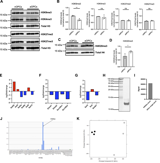 Differential histone methylation marks and differential expression of lysine acetyltransferases in aOPCs and validation of antibody specificity and overall quality assessment of ChIP-seq data. (A) Western blots of histone extracts from three independent preparations of sorted nOPCs and aOPCs, probed with antibodies specific for the indicated methylated lysine residues on histone H3 (H3K9me3, H3K4me3, H3K27me2, and H3K27me3) in histone extracts from nOPCs and aOPCs. The total H3 blot in this figure is the same as the total H3 blot in Fig. 3 D. The membrane was stripped and reprobed for different histone H3 marks. (B) Quantification of H3K9me3, H3K4me3, H3K27me2, and H3K27me3 levels after normalization to total H3. Data represented as mean ± SEM normalized to total histone H3 for n = 3 (**P < 0.01, two-tailed-Student’s t test). (C) Western blots of histone extracts from three independent preparations of sorted nOPCs and aOPCs, probed with antibodies specific for the histone H4K20me3 mark. The total H4 blot in this figure is the same as the total H4 blot in Fig. 3 F. The membrane was stripped and reprobed for different histone H4 marks. (D) Quantification of H4K20me3 levels after normalization to total H4. Data represented as mean ± SEM normalized to total histone H4 for n = 3 (*P < 0.05, two-tailed Student’s t test). (E–G) Differential expression of lysine acetyltransferases (KATs) (E), H3K9 histone methyltransferases (F), and H3K27 histone methyltransferases (G) in aOPCs compared with nOPCs. (H and I) Western blot analysis showing ∼16-fold enrichment of H4K8ac signal relative to any other band in whole cell extracts of Oli-neu ceIls (ENCODE guideline—primary characterization). (J) Results from the modified peptide array (Active Motif, 13005) were used to validate the specificity of the H4K8ac antibody in the presence of competing peptides (ENCODE guideline—secondary characterization). (K) PCA plot assessing the overall quality of ChIP sequencing performed on nOPCs (gray) and aOPCs (black). Source data are available for this figure: SourceData FS1.