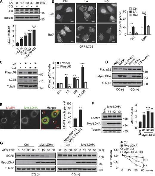 Lactate promotes autophagy and lysosome biogenesis. (A) Western blot of LC3 in HeLa cells treated with different concentrations of lactic acid (LA) with or without CQ. The quantitative data from three independent experiments represent mean ± SEM. (B) Distribution of GFP-LC3 in HEK293 cells stably expressing GFP-LC3. Cells were treated with lactic acid or 0.3 μM HCl, which caused the same pH change in the medium, with or without V-ATPase inhibitor bafilomycin A1 (BafA). Scale bars, 10 μm. The quantitative data are mean ± SEM (n = 30 cells). (C) Flag-p62 and LC3 levels in HEK293 cells stably expressing Flag-p62. Cells were treated with or without lactic acid and CQ. The quantification data from three independent experiments are presented as mean ± SEM. (D) Flag-p62 levels in HEK293 cells stably expressing Flag-p62. Cells were transfected with Myc-tagged WT-LDHA or inactive LDHA mutant with or without CQ treatment. (E) Immunostaining of LAMP1 in HeLa cells with or without Myc-LDHA expression. Cells that express Myc-LDHA are indicated with * and cells that do not express Myc-LDHA are indicated with #. Scale bars, 10 μm. The quantitative data are presented as mean ± SEM (n = 30 cells). (F) LAMP1 expression in three HeLa cell lines stably expressing Myc-LDHA. The quantification data from three independent experiments are mean ± SEM. (G) Degradation of EGFR in WT HeLa or HeLa cells stably expressing Myc-LDHA in the presence or absence of CQ. The quantitative data of three independent experiments are presented as mean ± SEM. **P < 0.01, ***P < 0.001. All molecular weights are in kD. Source data are available for this figure: SourceData F1.
