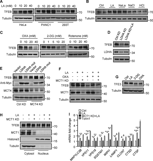 Lactate upregulates TFEB protein levels. (A) TFEB levels in HeLa, PANC1, and 293T cells after lactic acid (LA) treatment for 24 h. (B) TFEB expression in HeLa cells treated with 20 mM lactic acid, 20 mM sodium lactate (NaLa), 20 mM NaCl, or 0.3 μM HCl for 24 h. (C) TFEB levels in HeLa cells after 2-DG, OXA, or rotenone treatment for 24 h. (D) TFEB and LDHA expression in HeLa cells cultured with control or LDHA siRNA for 72 h and lactic acid for 24 h. (E) TFEB expression in HeLa cells cultured with control or MCT4 siRNA for 48 h followed by transfection with Myc-LDHA or inactive Myc-LDHA mutant for 24 h. (F) TFEB levels in HeLa cells cultured with control or MCT1 siRNA for 48 h followed OXA or lactic acid treatment for 24 h. (G) TFE3 expression in Hela cells after 24 h lactic acid, 2-DG, or OXA treatment. (H) TFEB and MCT1 levels in the cytoplasm and nucleus of fractionated HeLa cells. Cells were cultured with control or MCT1 siRNA for 48 h and lactic acid for 24 h. Tubulin and histone3 were used as cytoplasmic and nuclear markers, respectively. (I) RT-qPCR analysis of the expression of TFEB target genes in Hela cells. Cells were cultured with control or MCT1 siRNA for 48 h, then lactic acid or Torin 1 for 24 h. The data from three independent experiments are presented as mean ± SEM; *P < 0.05, **P < 0.01, ***P < 0.001. All molecular weights are in kD. Source data are available for this figure: SourceData F2.