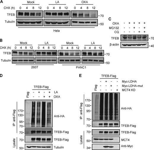 Lactate inhibits TFEB ubiquitination and proteasomal degradation. (A and B) Western blot analysis of TFEB in HeLa cells (A) and PANC1 and 293T cells (B) treated with lactic acid (LA) or OXA for the indicated duration in the presence of CHX. (C) TFEB levels in HeLa cells treated with OXA for 24 h in the presence or absence of CQ or MG132 for 6 h. (D and E) Ubiquitination of TFEB-Flag in HeLa cells expressing HA-ubiquitin. Cells were transfected with HA-ubiquitin and TFEB-Flag or empty Flag-vector. After 24 h, the cells were treated with lactic acid or OXA. (D) Cells expressing HA-ubiquitin were cultured for 48 h with or without MCT4 siRNA, and then transfected with TFEB-Flag and Myc-LDHA or inactive Myc-LDHA mutant for 24 h (E). TFEB-Flag was immunoprecipitated (IP) using anti-Flag and blotted with anti-HA. All molecular weights are in kD. Source data are available for this figure: SourceData F3. Refer to the image caption for details.