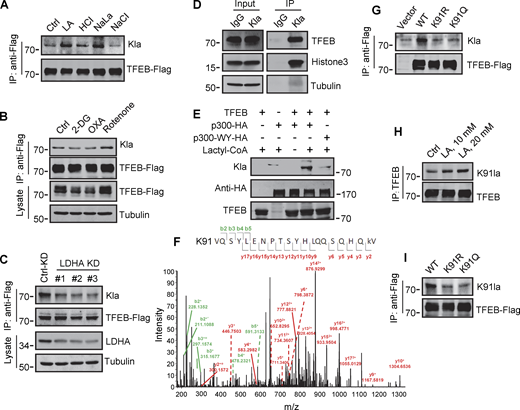 Identification of K91 lactylation of TFEB. (A–C) Lactylation analysis of TFEB-Flag in cells. Transient TFEB-Flag expressing HeLa cells were treated with the indicated chemicals (A and B) or cultured with three LDHA siRNAs for 48 h followed by transfection with TFEB-Flag for 24 h (C). TFEB-Flag immunoprecipitated by anti-Flag was blotted with anti-Kla. (D) Lactylation of endogenous TFEB. Lactylated proteins in lactic acid (LA)–treated HeLa cells were immunoprecipitated (IP) by anti-Kla beads and analyzed by western blotting using anti-TFEB and anti-histone3. IgG was used as a control for anti-Kla antibody. (E) In vitro TFEB lactylation assay. Purified TFEB was incubated with HA-tagged p300 immunoprecipitated from HEK293T cells in the presence or absence of lactyl-CoA. TFEB lactylation was analyzed by western blotting using anti-Kla. (F) Mass spectrometric analysis of lactylation site in TFEB immunopurified from lactic acid–treated HeLa cells. (G) Lactylation of TFEB-K91R and TFEB-K91Q in HeLa cells 24 h after transfection. K91R: Lys 91 was replaced by Arg. K91Q: Lys 91 replaced by Gln. (H) Lactylation of TFEB at K91 in HeLa cells after lactic acid treatment. TFEB was immunoprecipitated using anti-TFEB and blotted with an antibody specifically against lactyl-K91 (K91la). (I) K91 lactylation of TFEB-K91R and TFEB-K91Q. All molecular weights are in kD. Source data are available for this figure: SourceData F5.