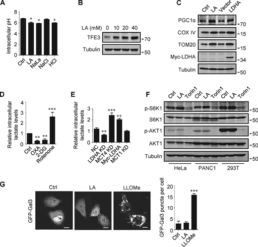 Lactate upregulates TFEB. (A) Intracellular pH levels of HeLa cells treated with the indicated chemicals. The data are presented as mean ± SEM (n = 3); *P < 0.05. (B) TFE3 expression in HeLa cells treated with different concentrations of lactic acid (LA). (C) The expression of PGC1α in HeLa cells treated with lactic acid or transfected with LDHA. (D and E) Intracellular lactate levels in HeLa cells treated with OXA, 2-DG, or rotenone (D), or cultured with LDHA, MCT4, or MCT1 siRNA, or transfected with Myc-LDHA (E). The data are presented as mean ± SEM (n = 3); **P < 0.01, ***P < 0.001. NC, negative control. (F) Western blot analysis of S6K1 and AKT1 phosphorylation in HeLa, PANC1, and 293T cells treated with lactic acid or Torin 1. (G) Representative images showing the distribution of GFP-Galectin three in transfected HeLa cells after 24 h lactic acid or 30 min LLOMe treatment. The quantitative data are from 30 cells of three independent experiments and presented as mean ± SEM; ***P < 0.001. Scale bars: 10 μm. All molecular weights are in kD. Source data are available for this figure: SourceData FS2. Refer to the image caption for details.