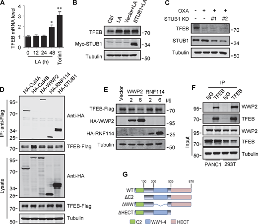 Lactate inhibits TFEB ubiquitination and proteasomal degradation. (A) Expression of TFEB mRNA in HeLa cells treated with lactate acid (LA) or Torin 1. Data are presented as mean ± SEM (n = 3 independent experiments); *P < 0.05, **P < 0.01. (B) TFEB levels in Hela cells transfected with STUB in the presence or absence of lactate acid. (C) TFEB expression in Hela cells transfected with STUB siRNA in the presence or absence of OXA. (D) Coprecipitation of potential E3 ligases with TFEB-Flag. HEK293 cells stably expressing TFEB-Flag were transfected with HA-tagged Cullin4A, Cullin4B, WWP2, RNF114, or STUB1. TFEB-Flag immunoprecipitated (IP) with anti-Flag was blotted with anti-HA. (E) TFEB-Flag levels in HEK293 cells co-transfected with HA-WWP2 or HA-RNF114. (F) Coprecipitation of endogenous WWP2 with TFEB. TFEB was immunoprecipitated from PANC1 cells and HEK293T cells using anti-TFEB, and the precipitates were blotted with anti-WWP2. IgG was used as a control for TFEB antibody. (G) Schematic diagram of WWP2’s domains and its distinct domain deletion mutants. All molecular weights are in kD. Source data are available for this figure: SourceData FS3.