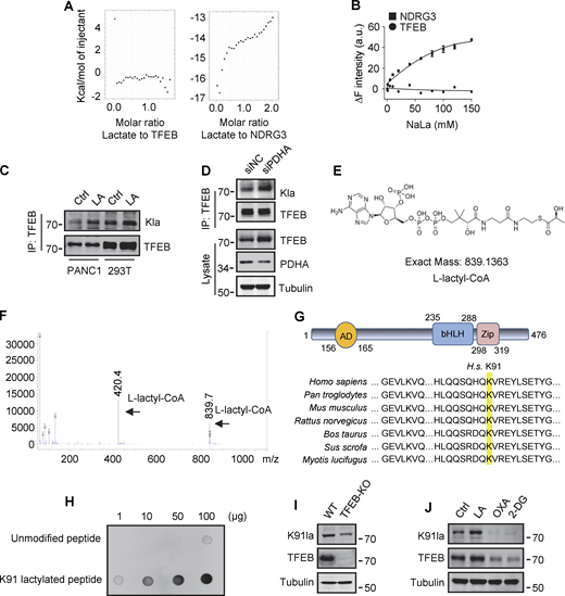 Lactylation of TFEB at K91. (A) The interaction of lactate and TFEB or NDRG3 determined by isothermal titration calorimetry. 0.5 mM purified TFEB or NDRG3 was used. (B) The binding affinity of lactate to purified TFEB or NDRG3 determined by tryptophan fluorescence quenching assay. (C) Lactylation of TFEB in PANC1 cells and HEK293T cells after lactic acid (LA) treatment. Immunoprecipitated TFEB was blotted with anti-Kla. (D) Lactylation and expression of TFEB in HeLa cells cultured with PDHA siRNA for 72 h. Immunoprecipitation (IP) with anti-TFEB and western blotting using anti-Kla were performed. (E) Structure of L-lactyl-CoA. (F) MS verification of synthesized L-lactyl-CoA. (G) Structure diagram of TFEB protein domain and alignment of the TFEB amino acid sequence across different mammalian species. AD, activation domain; bHLH, basic helix-loop-helix domain; Zip, zipper domain. (H) Dot blot assay confirming the specificity of the antibody targeting TFEB lactyl-K91. Unmodified and lactyl-K91 peptides were dripped onto nitrocellulose membranes and probed with K91la antibody. (I and J) TFEB lactylation at K91 in TFEB-KO HeLa cells (I) or HeLa cells subjected to lactic acid, OXA, or 2-DG treatment for 24 h (J). Protein blotting used the specific antibody against lactyl-K91 of TFEB. All molecular weights are in kD. Source data are available for this figure: SourceData FS4. Refer to the image caption for details.