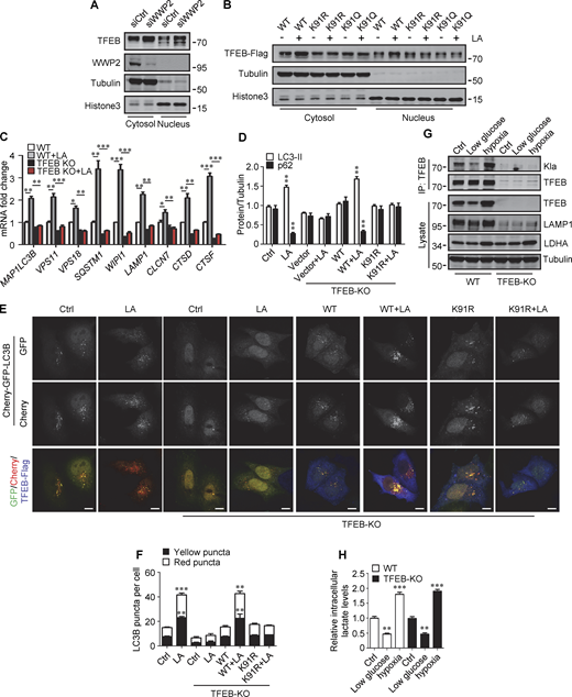 Lactylation prevents TFEB–WWP2 interaction and TFEB degradation. (A) Levels of TFEB and WWP2 in the cytoplasmic and nuclear fractions of HeLa cells treated with control or WWP2 siRNA for 72 h. (B) TFEB-Flag expression in cytoplasmic and nuclear fractions of HeLa cells with or without lactic acid (LA) treatment. Tubulin and histone3 were used as cytoplasmic and nuclear markers, respectively. (C) mRNA levels of TFEB target genes in WT and TFEB-KO HeLa cells with or without lactic acid treatment. Data are presented as mean ± SEM (n = 3). (D) Quantification of p62 and LC3-II protein levels in Fig. 6 H. Data are presented as mean ± SEM (n = 3). (E) Assessment of autophagosomes and autolysosomes in HeLa cells using Cherry-GFP-LC3B. TFEB-KO cells transfected with Cherry-GFP-LC3B, or Cherry-GFP-LC3B, and TFEB-WT or TFEB-K91R, were treated with or without lactic acid; scale bars, 10 μm. (F) Statistical analysis of LC3 puncta count per cell in E. Data are from 30 cells of three independent experiments and presented as mean ± SEM. (G) TFEB lactylation in WT and TFEB-KO HeLa cells cultured with 5 mM glucose or 1% oxygen for 24 h. Immunoprecipitated (IP) TFEB was blotted with anti-Kla. Note the expression of TFEB, LAMP1, and LDHA in cell lysates. (H) The intracellular lactate levels measured in HeLa cells treated as described in G. Data are presented as mean ± SEM (n = 3). *P < 0.05, **P < 0.01, ***P < 0.001. All molecular weights are in kD. Source data are available for this figure: SourceData FS5.