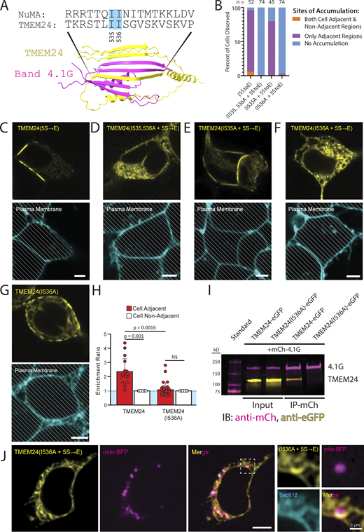 Point mutations within the 4.1 binding motif of TMEM24 disrupt its targeting to cell–cell junctions. (A) Alphafold predicted binding between the β-sheet regions of TMEM24 and 4.1G CTD, showing interlocking of their β-strands. The isoleucine residues conserved between TMEM24 and NuMA and mutated to alanine in other panels of the figure are indicated by solid cyan boxes. (B) Percent of cells with observed ER/PM contacts upon expression of the constructs indicated. Percentages are as follows for both regions, adjacent only, and no accumulation, respectively: for TMEM24(5S→E) 5.8%, 90.4%, 3.8%, n = 52; for TMEM24(I535, 536A + 5S→E) 0%, 0%, 100%; for TMEM24(I535A + 5S→E) 0%, 80%, 20%, n = 45; for TMEM24(I536A + 5S→E) 0%, 2.7%, 98.6%, n = 74. (C–F) Top: representative confocal images of cells expressing the indicated constructs. Below: plasma membranes of the cells shown above were labeled with CellBrite 650. (G) Representative confocal image of a cell expressing TMEM24(I536A) (without the additional 5S→E mutation) and of its plasma membrane labeled with CellBrite 650. (H) Quantification of the enrichment ratios of TMEM24 and TMEM24(I536A) (as in G) (P = 0.001 and P = 0.1913, respectively, with a significant difference between the ratios of P = 0.0016). (I) Anti-mCherry immunopurification from extracts expressing mCherry-4.1G with TMEM24-eGFP or TMEM24(I536A)-eGFP showing co-enrichment of TMEM24-eGFP with mCherry-4.1G, but no co-enrichment of TMEM24(I536A)-eGFP with mCherry-4.1G. (J) Representative confocal images of a cell expressing TMEM24(I536A + 5S→E)-eGFP, mCherry-sec61β, and mito-BFP. High magnifications of the boxed region, including the mCherry-sec61β signal (cyan) are shown at right. All cells of the figure are HEK293. Diagonal lines indicate regions of the micrographs occupied by cells. All scale bars = 5 μm unless otherwise noted. Source data are available for this figure: SourceData F7.