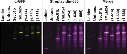 Streptavidin affinity-purification and localization of the identified band 4.1 proteins. Anti-GFP western blots and streptavidin overlay of material affinity-purified on streptavidin bead. Numbers in parenthesis indicate amino acid boundaries of TMEM24 fragments used. Note the high degree of self-biotinylation for each construct. Source data are available for this figure: SourceData FS4.