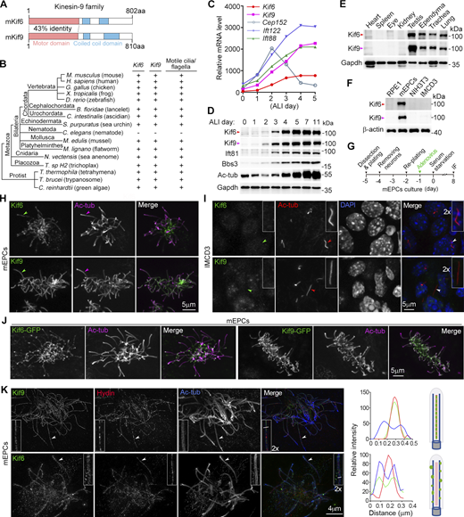 Molecular characterizations and subcellular localizations of mammalian Kif6 and Kif9. (A) Schematics of full-length murine Kif6 and Kif9. The motor and coiled-coil domains were identified using the Conserved Domain Search Service of NCBI and SMART (Simple Modular Architecture Research Tool) (http://smart.embl.de). (B) Conservation of Kif6 and Kif9 across species with motile cilia and/or flagella in the evolution. The phylogenetic tree and taxonomic groups were based on literature (Cetkovic et al., 2018; Mukherjee and Brocchieri, 2013). (C) mRNA expression profiles of Kif6 and Kif9 during multiciliation. The gene expression profiles were obtained from our previous cDNA microarray analysis of mTECs cultured at the air–liquid interface (ALI) for the indicated days (Xu et al., 2015). Expression patterns of genes crucial for cilia formation (Ift88 and Ift122) and BB amplification (Cep152) are listed for comparison (Klena and Pigino, 2022; Zhao et al., 2013). (D) Expression patterns of Kif6 and Kif9 during multiciliation of mTECs. Multicilia formation is indicated by increased levels of Ift81, Bbs3, and acetylated tubulin (Ac-tub) (Klena and Pigino, 2022). Gapdh served as loading control. (E and F) Expression patterns of Kif6 and Kif9 in mouse tissues (E) and cultured cells (F). Tissues from a 2-month-old male mouse were dissected and lysed. mEPCs were harvested on day 8 post serum starvation. RPE1, NIH3T3, and IMCD3 cells were serum-starved for 48 h to induce primary (immotile) cilia formation. Gapdh or β-actin served as loading control. (G) Experimental scheme for H, J, and K. Precursors of mEPCs were isolated from P0 mouse brain and serum-starved on day 0 to induce differentiation into multiciliated cells. To express GFP-tagged proteins, the cells were infected with adenovirus on day 1. The cells were fixed on day 8 for immunofluorescence (IF) staining and imaged by confocal microscopy (H and J) or 3D-SIM (K). (H) Localizations of endogenous Kif6 and Kif9 in motile cilia. Ac-tub labeled ciliary axonemes. Arrowheads indicate typical cilia. (I) Kif6 and Kif9 were not detected in primary cilia. IMCD3 cells were serum-starved to induce primary ciliogenesis and fixed at day 2 after serum starvation for IF, followed by confocal microscopy. The nucleus was visualized by DAPI, a DNA-specific dye. Cilia pointed by arrowheads were zoomed in 2 × to show details. (J) Localizations of exogenous Kif6-GFP and Kif9-GFP in multicilia. (K) Typical 3D-SIM images of endogenous Kif9 and Kif6. Ac-tub and Hydin served as axoneme and CP markers, respectively. Cilia pointed by arrowheads were magnified by 200% to show details. Corresponding line scans at the indicated regions of the magnified insets showed colocalizations of Kif9 with Hydin and of Kif6 with Ac-tub. Illustrations are provided to aid comprehension. Source data are available for this figure: SourceData F1.
