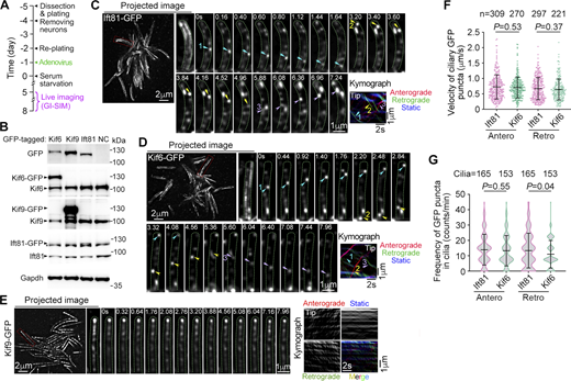 Kif6, but not Kif9, displays IFT-like movements along DMTs. Quantification results are presented as mean ± SD and subjected to unpaired two-tailed Student’s t test. (A) Experimental scheme. Cultured mEPCs were infected with adenovirus at day −1 to express GFP-tagged Ift81, Kif6, or Kif9 and live imaged during days 5–8 by using GI-SIM to record the motilities of these proteins in cilia. (B) Expression levels of GFP-tagged proteins in mEPCs harvested at day 7. Immunoblotting was performed using antibodies against GFP, Kif6, Kif9, and Ift81, respectively. The asterisk indicates the non-specific band closed to Ift81-GFP. (C–E) Motilities of Ift81-GFP (C), Kif6-GFP (D), and Kif9-GFP (E) puncta in motile cilia. Images were recorded at 25 frames per sec (fps). The trafficking trajectories of GFP-positive puncta projected using the first 200 frames from Videos 1, 2, and 3 were shown as projected images. Typical trajectories framed by dashed red lines in the projected images were magnified by 300% so that the cilia could be roughly outlined (dashed green lines). Corresponding representative image sequences of these cilia are presented, in which typical, clearly traceable GFP-positive puncta are denoted to show their anterograde (arrowheads) or retrograde (arrows) movements. The corresponding kymographs were also presented. (F and G) Quantification results of velocities and frequencies from the indicated numbers of particles (F) and cilia (G). Antero: Anterograde transport; Retro: Retrograde transport; s: second. Source data are available for this figure: SourceData F2.