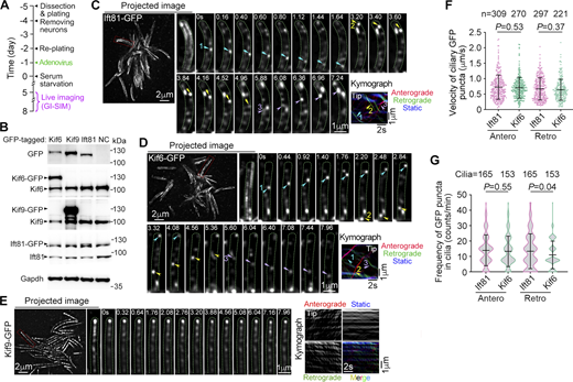 Kif6, but not Kif9, displays IFT-like movements along DMTs. Quantification results are presented as mean ± SD and subjected to unpaired two-tailed Student’s t test. (A) Experimental scheme. Cultured mEPCs were infected with adenovirus at day −1 to express GFP-tagged Ift81, Kif6, or Kif9 and live imaged during days 5–8 by using GI-SIM to record the motilities of these proteins in cilia. (B) Expression levels of GFP-tagged proteins in mEPCs harvested at day 7. Immunoblotting was performed using antibodies against GFP, Kif6, Kif9, and Ift81, respectively. The asterisk indicates the non-specific band closed to Ift81-GFP. (C–E) Motilities of Ift81-GFP (C), Kif6-GFP (D), and Kif9-GFP (E) puncta in motile cilia. Images were recorded at 25 frames per sec (fps). The trafficking trajectories of GFP-positive puncta projected using the first 200 frames from Videos 1, 2, and 3 were shown as projected images. Typical trajectories framed by dashed red lines in the projected images were magnified by 300% so that the cilia could be roughly outlined (dashed green lines). Corresponding representative image sequences of these cilia are presented, in which typical, clearly traceable GFP-positive puncta are denoted to show their anterograde (arrowheads) or retrograde (arrows) movements. The corresponding kymographs were also presented. (F and G) Quantification results of velocities and frequencies from the indicated numbers of particles (F) and cilia (G). Antero: Anterograde transport; Retro: Retrograde transport; s: second. Source data are available for this figure: SourceData F2. Refer to the image caption for details.