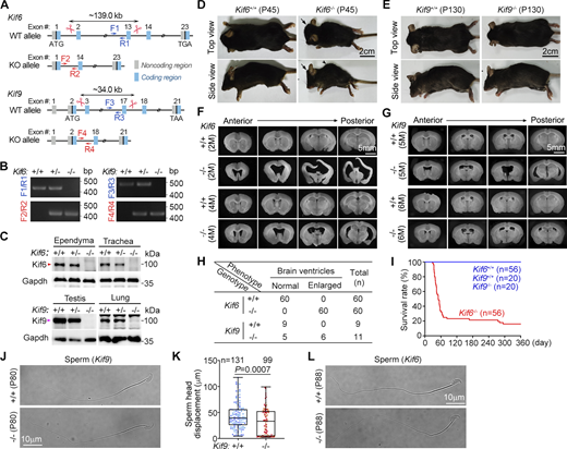 Knockout of Kif6 or Kif9 leads to hydrocephalus and male infertility. (A) Schematic for generating Kif6 (top) and Kif9 (bottom) knockout mice using the CRISPR/Cas9 technique. Targeting sites of sgRNAs (scissors) and genotyping PCR primers are indicated for each knockout model. (B) Representative genotyping PCR results. Genomic DNAs were extracted from P21 mouse tails and amplified by PCR using the indicated primer pairs in A. (C) Complete depletion of Kif6 and Kif9 in the indicated tissues. Tissue lysates were prepared from 2-month-old mice of the indicated genotypes, followed by immunoblotting. Gapdh served as a loading control. (D and E) Morphologies of Kif6- and Kif9-deficient mice. Kif6−/− mice exhibited a dome-shaped skull (arrow) and kyphosis (arrowhead) with skinny bodies (D). In contrast, Kif9−/− mice showed a normal appearance (E). (F and G) Representative images of coronal brain sections of Kif6−/− (F) or Kif9−/− (G) and their corresponding wide-type littermates. M: month. (H) Quantification of mice with enlarged brain ventricles (n = 60 for Kif6−/−; n = 11 for Kif9−/− mice). (I) Survival curves of mice with the indicated genotypes during a 12-month observation period. The number (n) of mice used for each genotype was indicated. (J) Sperm morphologies from wide-type and Kif9−/− littermates were similar. (K)Kif9−/− sperms exhibited forward motility defects. Sperm-head displacements in 1 s from the indicated numbers (n) of sperms collected from two P80 mice of each genotype (10 videos per mouse) were pooled together (mean ± SD plus sample dots) and subjected to unpaired two-tailed Student’s t test. (L) Sperm morphologies from wide-type and Kif6−/− littermates were similar. The images are representative of sperms from two pairs of P88 Kif6−/− and wild-type littermates. Source data are available for this figure: SourceData F5.