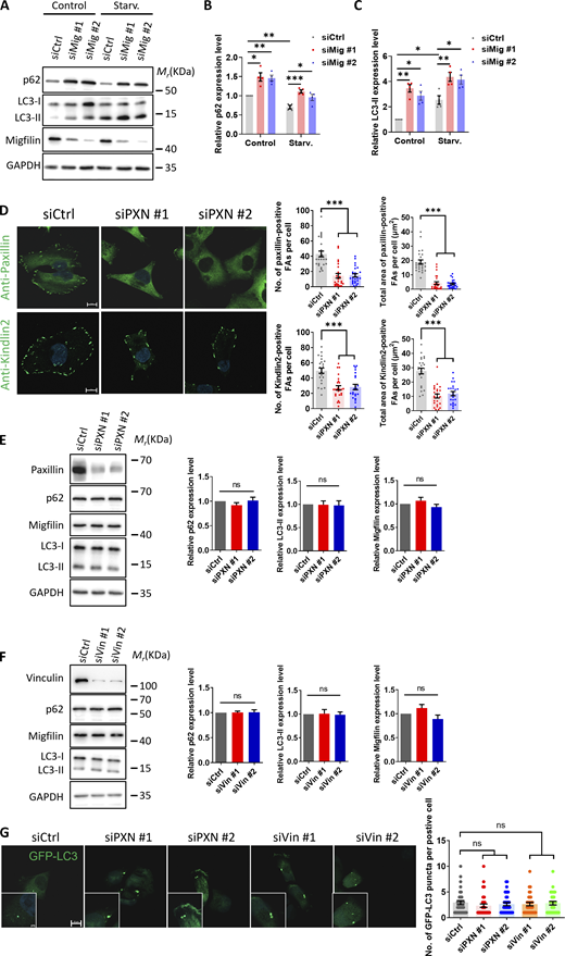 Disruption of focal adhesions does not lead to autophagy defects. (A–C) Migfilin depletion inhibits autophagy activity. (A) Immunoblotting analysis of p62 and LC3 protein levels in control (siCtrl) and migfilin knockdown (siMig #1 and siMig #2) KP4 cells under nutrient-rich (control), EBSS starvation (Starv.) condition. (B and C) Quantification analysis of p62 (B) and LC3-II (C) levels in A. Data represent mean ± SE, *P < 0.05, **P <0.01, ***P < 0.001, one-way ANOVA. n = 4 independent experiments. (D–G) Disruption of focal adhesions does not lead to autophagy defects. (D) Representative images of immunofluorescence staining for paxillin and Kindlin-2 in control (siCtrl) and paxillin knockdown (siPXN #1 and siPXN #2) KP4 cells. Scale bar: 10 µm. Quantification analysis was shown in the right panel. At least 22 cells in each group were analyzed. Data represent mean ± SE, ***P < 0.001, one-way ANOVA. n = 3 independent experiments. (E) Immunoblotting analysis of p62, LC3 and migfilin levels in control (siCtrl) and paxillin knockdown (siPXN #1 and siPXN #2) KP4 cells. Quantification analysis of p62, LC3-II and migfilin levels was shown in the right panel. Data represent mean ± SE, n.s., no significance, one-way ANOVA. n = 3 independent experiments. (F) Immunoblotting analysis of p62, LC3 and migfilin levels in control (siCtrl) and vinculin knockdown (siVin #1 and siVin #2) KP4 cells. Quantification analysis of p62, LC3-II and migfilin levels was shown in the right panel. Data represent mean ± SE, n.s., no significance, one-way ANOVA. n = 3 independent experiments. (G) KP4 cells were stably transfected with GFP-LC3 (green) under control condition and imaged by fluorescence microscopy. The number of GFP-LC3 puncta was measured. Representative images were shown in the left panel and quantification analysis was shown in the right panel. Scale bar: 10 µm (Magnify: 2 µm). At least 30 cells in each group were analyzed. Data represent mean ± SE, n.s., no significance, one-way ANOVA. n = 3 independent experiments. Source data are available for this figure: SourceData FS1. Refer to the image caption for details.