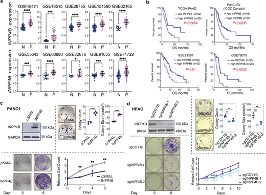 High levels of INPP4B expression are a common feature in primary PDAC patient samples and affects growth of PDAC cell lines. (a)INPP4B transcript expression from normal pancreas (N) versus PDAC patient specimens (P) in GEO datasets. (b) Kaplan–Meier survival analysis performed on four patient datasets where INPP4Bhigh versus INPP4Blow are compared using a median cutoff. (c and d) Depicted are cells with stable overexpression of INPP4B in INPP4Blow (c) PANC-1 or INPP4B KO in (d) INPP4Bhigh HPAC cell lines. Cells were tested for INPP4B protein expression by immunoblot (top left panels). Representative images of crystal violet–stained colonies and quantitation of average colony number and average colony size in clonogenic assay of INPP4B overexpressing (c) PANC-1 or INPP4B KO in (d) HPAC cells, with respective empty controls for PANC-1 cells or indicated control CRISPR-Cas9 KO for HPAC cells 19 days after seeding. Proliferation assays (bottom left images) and representative crystal violet–stained wells (bottom right graph) at day 0 and on the indicated day of the proliferation assay along with crystal violet quantification for the indicated days. Data are representative of three individual experiments, with unpaired two-tailed parametric t test performed for a and colony formation assays for c, log-rank (Mantel-Cox) test for b, one-way ANOVA Tukey’s post hoc test for growth curve assays from c and colony formation assays from d, two-way ANOVA and multiple unpaired t tests for growth curve assays from d. *P < 0.05, **P < 0.01, ***P < 0.001, ****P < 0.0001. Source data are available for this figure: SourceData F1.
