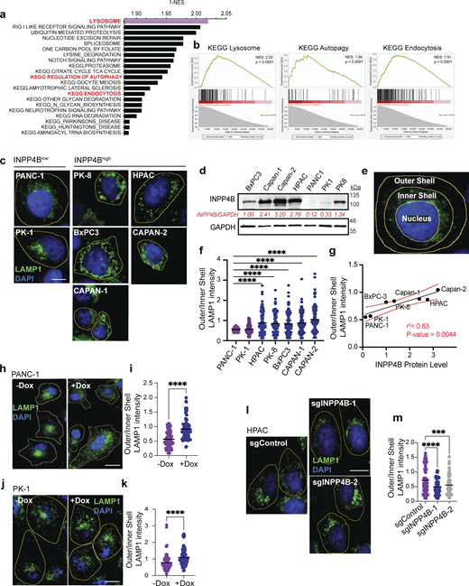 INPP4B expression regulates lysosomal localization in PDAC cells. (a) Top 20 KEGG gene sets enriched in INPP4Bhigh TCGA-PAAD patients as determined using GSEA. (b) KEGG lysosome, autophagy, and endocytosis enrichment plots from analysis of INPP4Bhigh GSEA analysis. NES, normalized enrichment score. (c) Micrographs of indicated PDAC cell lines immunostained for LAMP1 (green) and DAPI nuclear stain (blue). Scale bar: 10 µm. (d) Whole-cell lysates from indicated PDAC cell lines were subjected to IB for INPP4B and GAPDH. Quantification of INPP4B expression levels normalized to GAPDH is shown in red. (e) Illustration of image analysis technique used to segment cell areas for nucleus, inner shell (perinuclear), and outer shell (peripheral). (f) Quantitation of LAMP1 intensity distribution for images from c as measured by peripheral (outer shell)/perinuclear (inner shell) LAMP1 intensity ratio. (g) Scatterplot correlation of INPP4B protein expression in various PDAC cell lines versus outer/inner shell LAMP1 intensity. (h and j) LAMP1 immunostaining and DAPI nuclear staining of (h) PANC-1 and (j) PK-1 stably expressing pCW-INPP4B with and without 500 nM Dox. Scale bar: 20 µm for (h) PANC-1 cells and 15 µm for (j) PK-1 cells. (i and k) Quantitation of LAMP1 intensity distribution as measured by peripheral (outer shell)/perinuclear (inner shell) LAMP1 intensity ratio for (i) PANC-1 and (k) PK-1 cells. (l) HPAC cells stably expressing CRISPR-Cas9 and indicated sgRNAs for sgCDY1B, sgINPP4B-1, or sgINPP4B-2 immunostained for LAMP1 and nuclear stained with DAPI. Scale bar: 10 µm. (m) Quantitation of LAMP1 intensity distribution for l HPAC cells. Data represent ± SD from 100 to 120 cells from three independent experiments assessed per treatment per condition, with one-way ANOVA Tukey’s post hoc test performed for f and m, and unpaired two-tailed parametric t test for i and k. ***P < 0.001, ****P < 0.0001. Source data are available for this figure: SourceData F2.