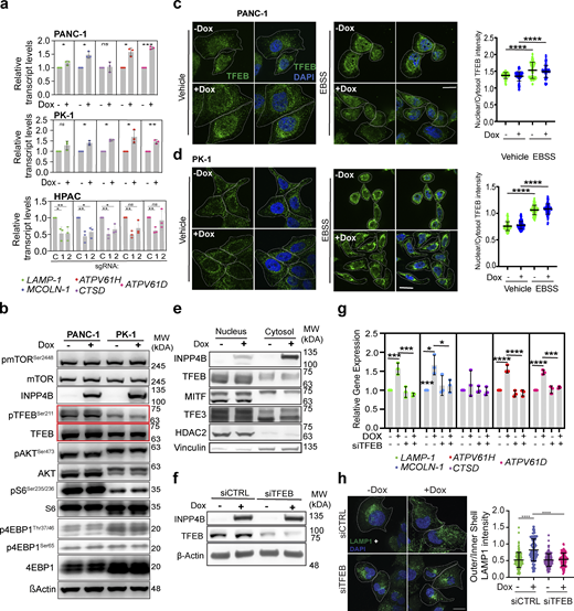 Effect of INPP4B expression on lysosome gene transcription and TFEB function. (a) Stably expressing pCW-INPP4B PANC-1 and PK-1 cells treated with or without 500 nM Dox, or HPAC cells stably expressing the indicated gRNAs sgCDY1B (C), sgINPP4B-1 (1), or sgINPP4B-2 (2), and assessed for gene expression through qRT-PCR for the select lysosome genes as indicated and normalized to GAPDH. (b)pCW-INPP4B PANC-1 or PK-1 cells without or with 500 nM Dox immunoblotted for total and phosphorylated states for the proteins TFEB, mTOR, AKT, S6, 4EBP1, INPP4B, and β-actin. (c and d)pCW-INPP4B (c) PANC-1 cells or (d) PK-1 cells without or with 500 nM Dox or EBSS serum starvation and immunostained for endogenous TFEB (green) and DAPI nucleus (blue). Scale bar: 20 µm. Quantification of nuclear TFEB over cytosol TFEB intensity for PANC-1 (c) and PK-1 (d) cells. (e) Immunoblot of the isolated nucleus and cytosol fractions of no Dox or 500 nM Dox treated pCW-INPP4B PANC-1 cells or PK-1 cells for TFEB, MITF, and TFE3. (f and g)pCW-INPP4B PANC-1 cells treated with siCTRL or siTFEB and no Dox or 500 nM DOX and (f) immunoblot for INPP4B TFEB and actin, (g) examined for transcript expression of select lysosome genes through qRT-PCR. (h)pCW-INPP4B PANC-1 cells treated with siCTRL or siTFEB and without or with 500 nM Dox immunostained for LAMP1 (green) and DAPI nucleus (blue) and assessed for LAMP1 outer/inner shell intensity distribution. Scale bar: 20 µm. Data represent ± SD from three independent experiments for each treatment condition with 80–100 cells examined for c, d, and h, with unpaired two tailed parametric t test performed for PANC-1 and PK-1 cells for a, one-way ANOVA Tukey’s post hoc test for HPAC cells for a, c, d, g, and h. *P < 0.05, **P < 0.01, ***P < 0.001, ****P < 0.0001. Source data are available for this figure: SourceData FS3.